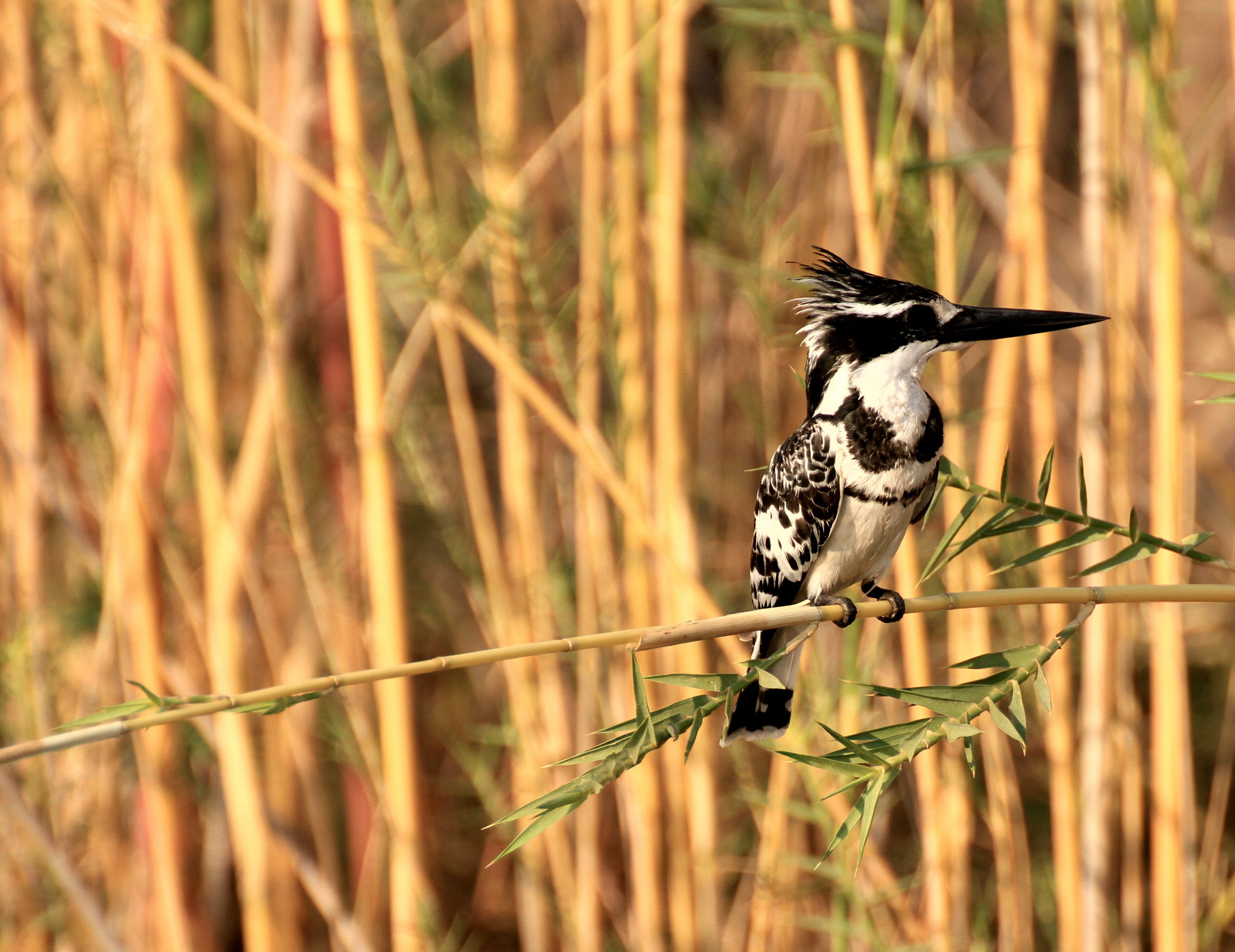 It will be a woodpecker?