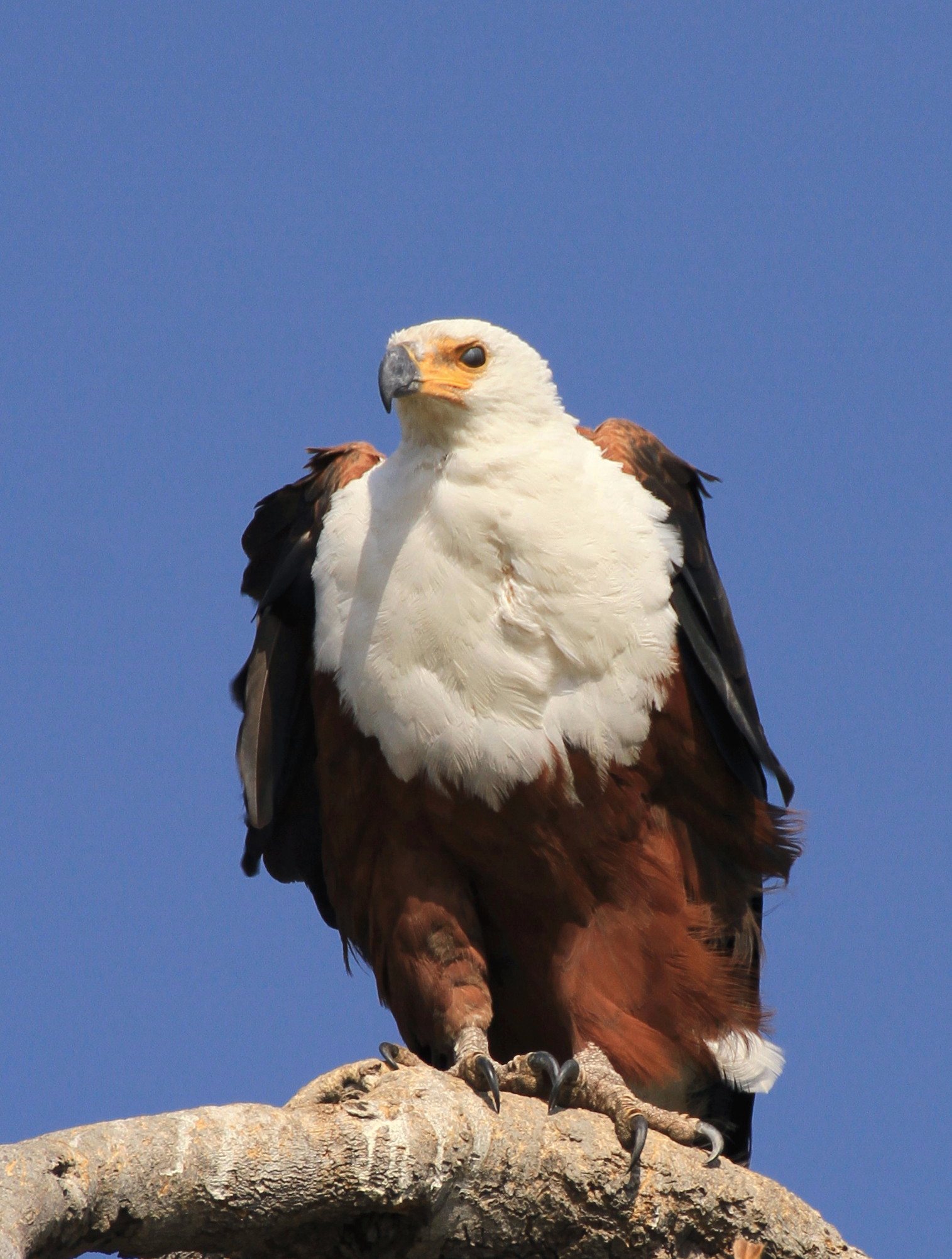 Eagle white head