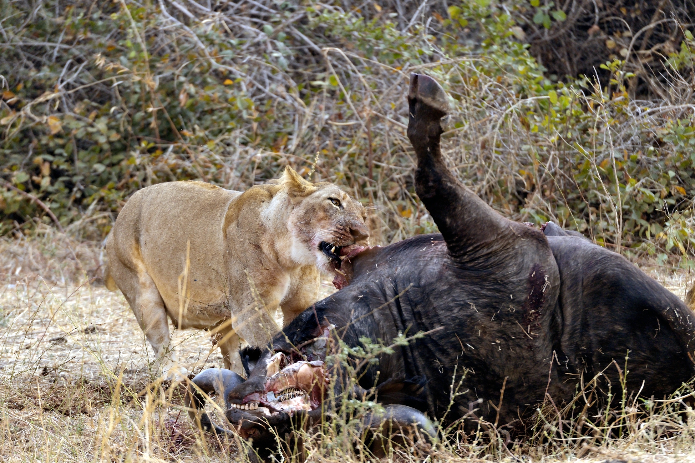 Zambia 2015 - Tiro...