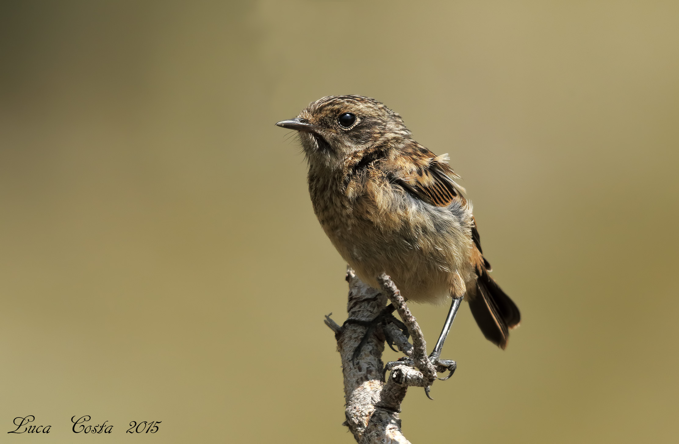 Young Stonechat
