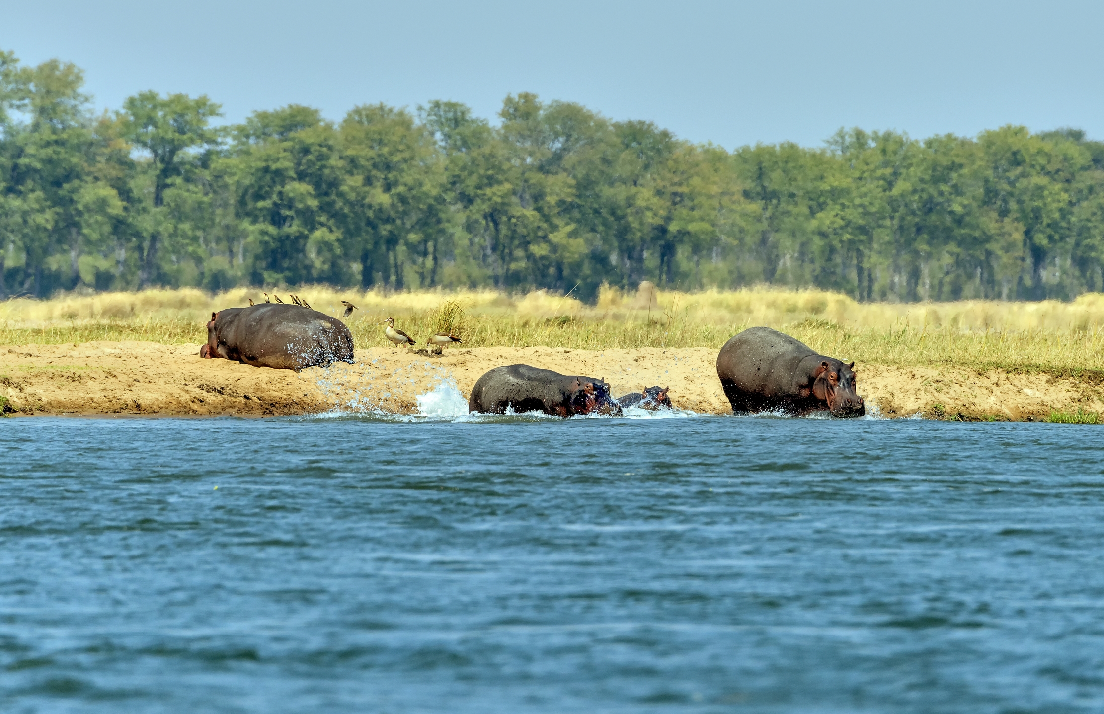 Zambia 2015 - Atmosfere sulo Zambesi