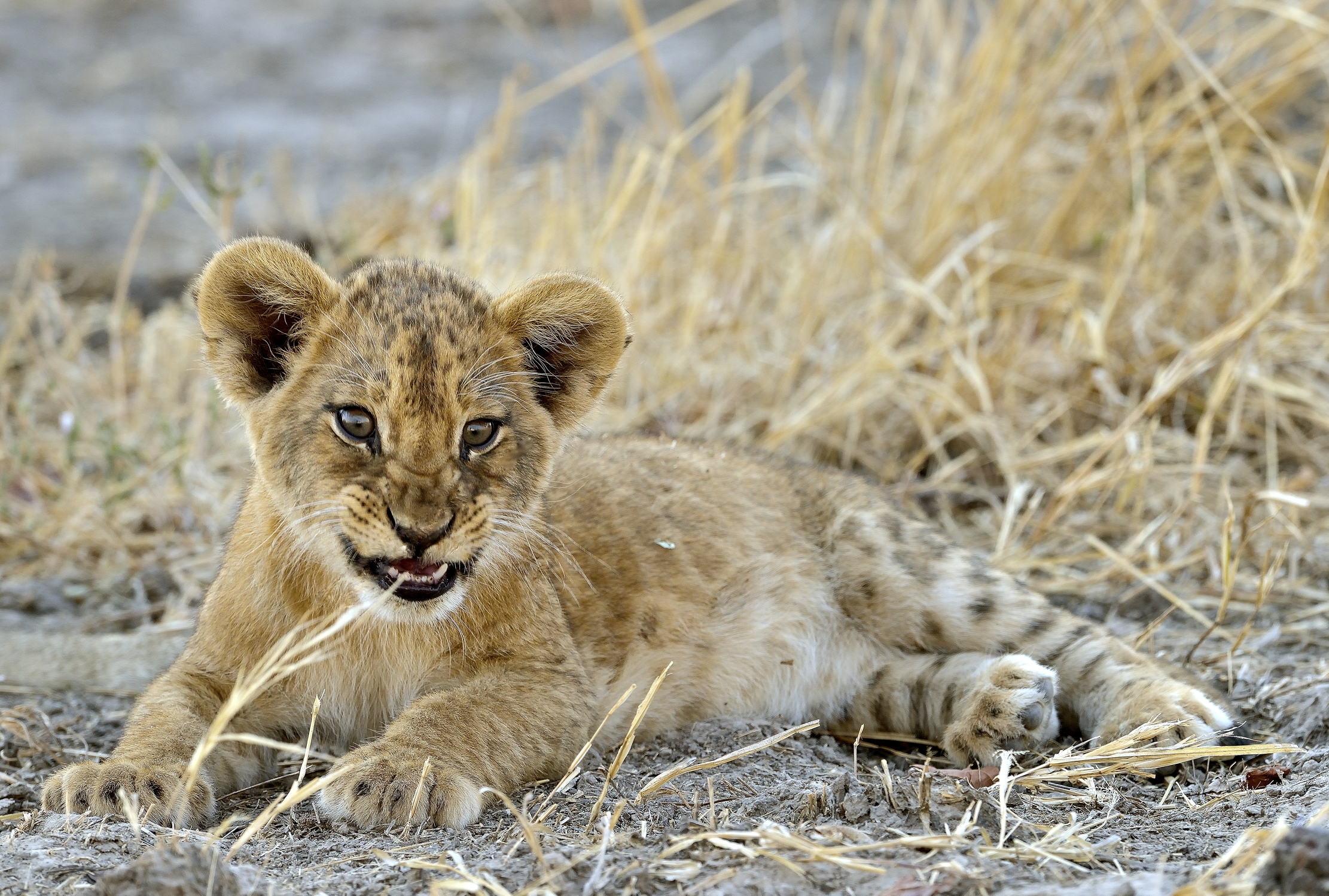 Zambia 2015 - Nervosetto