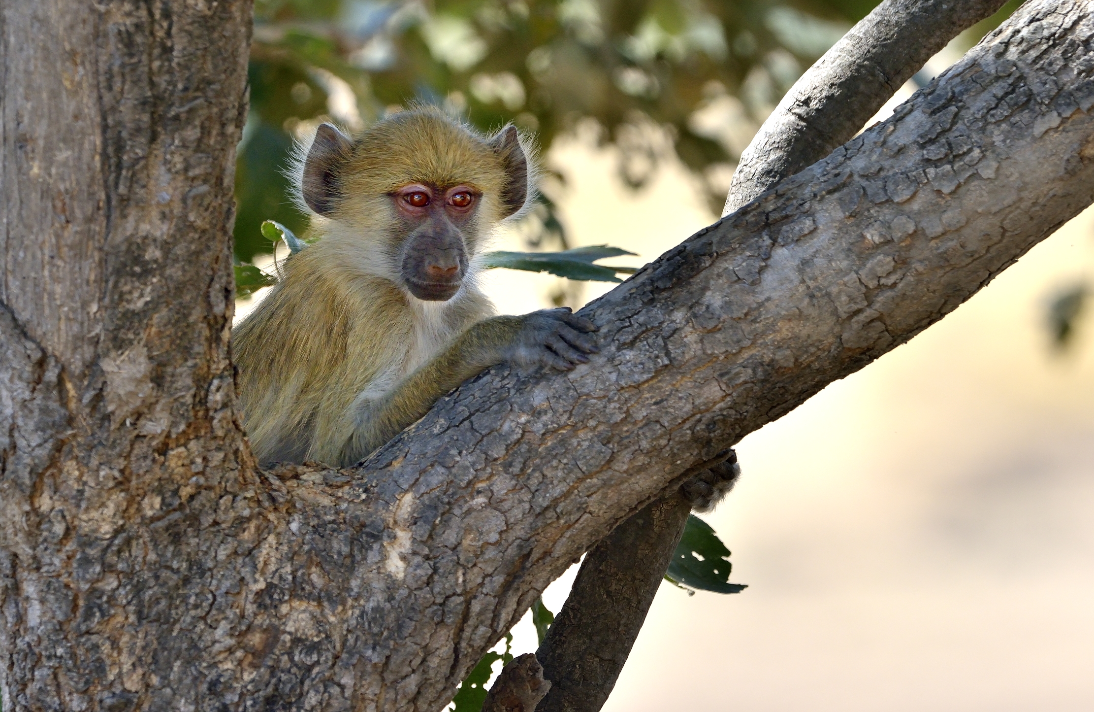 Zambia 2015 - Osservatore