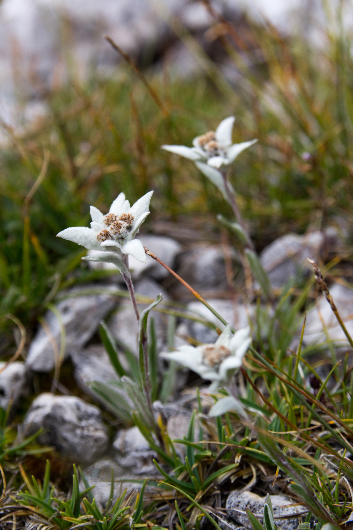 Edelweiss