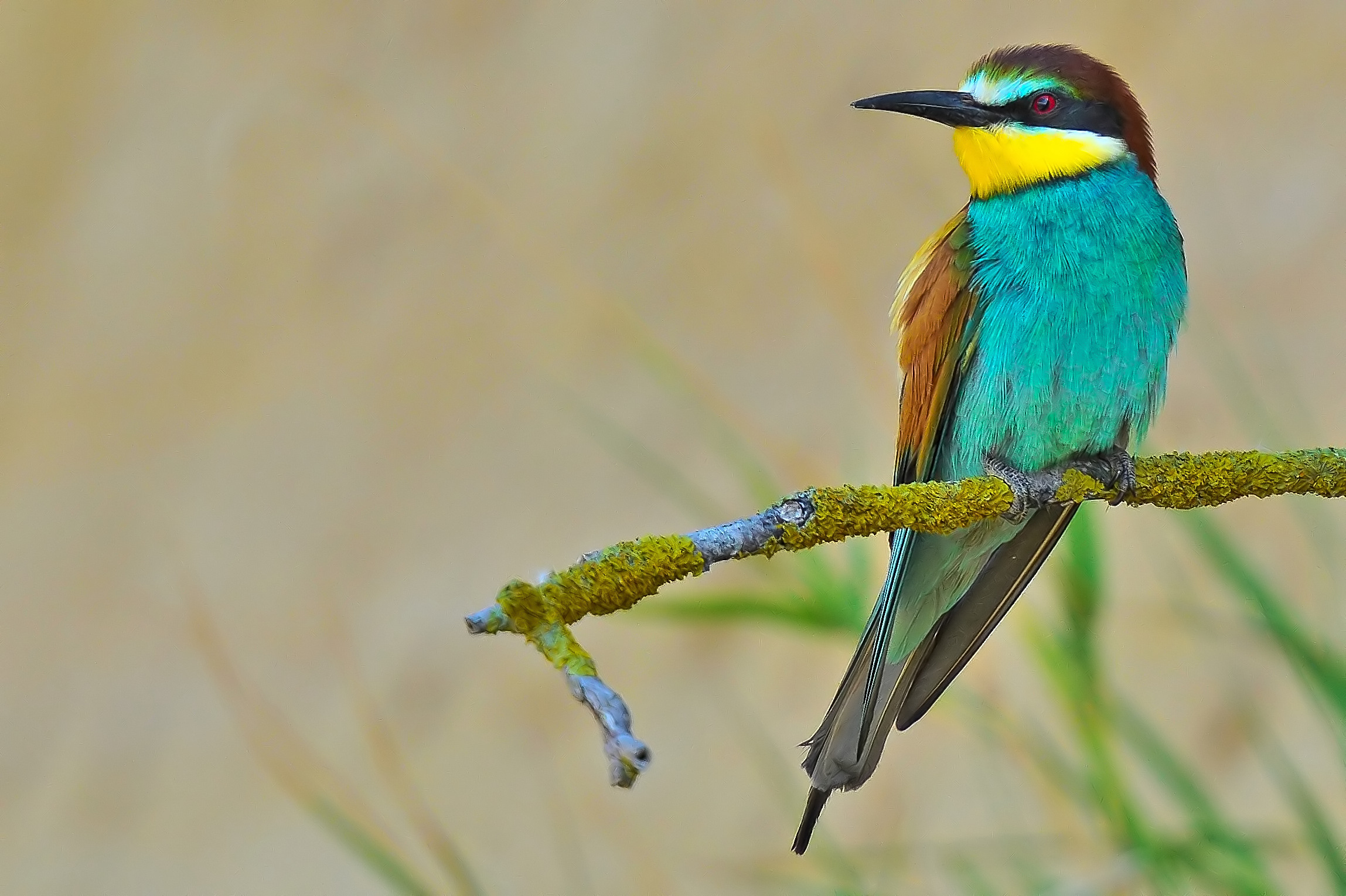 il nuovo posatoio 02