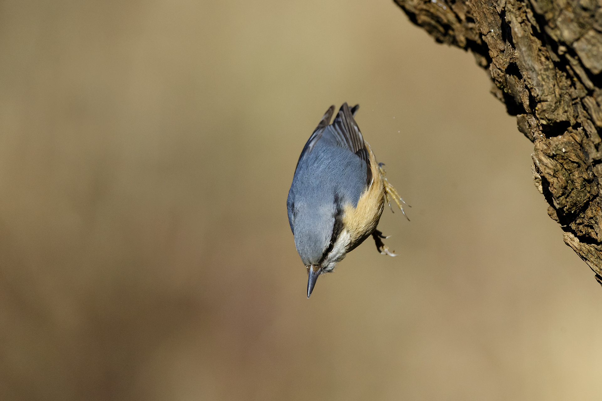 Nuthatch