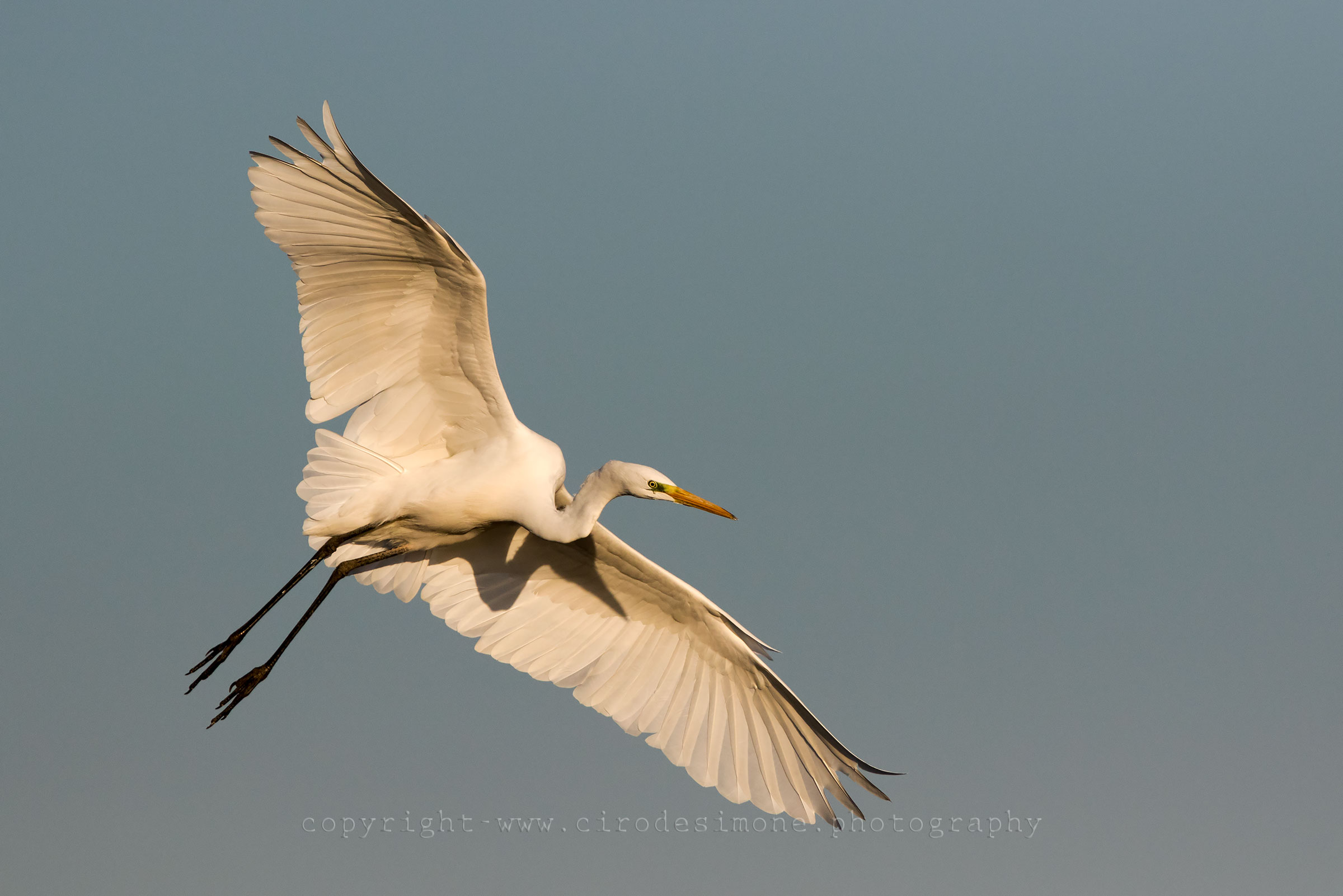 Airone bianco maggiore