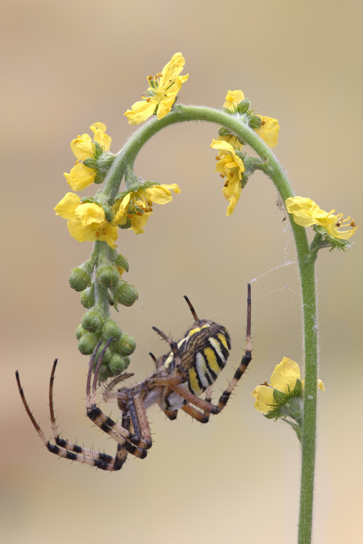 Argiope bruennichi