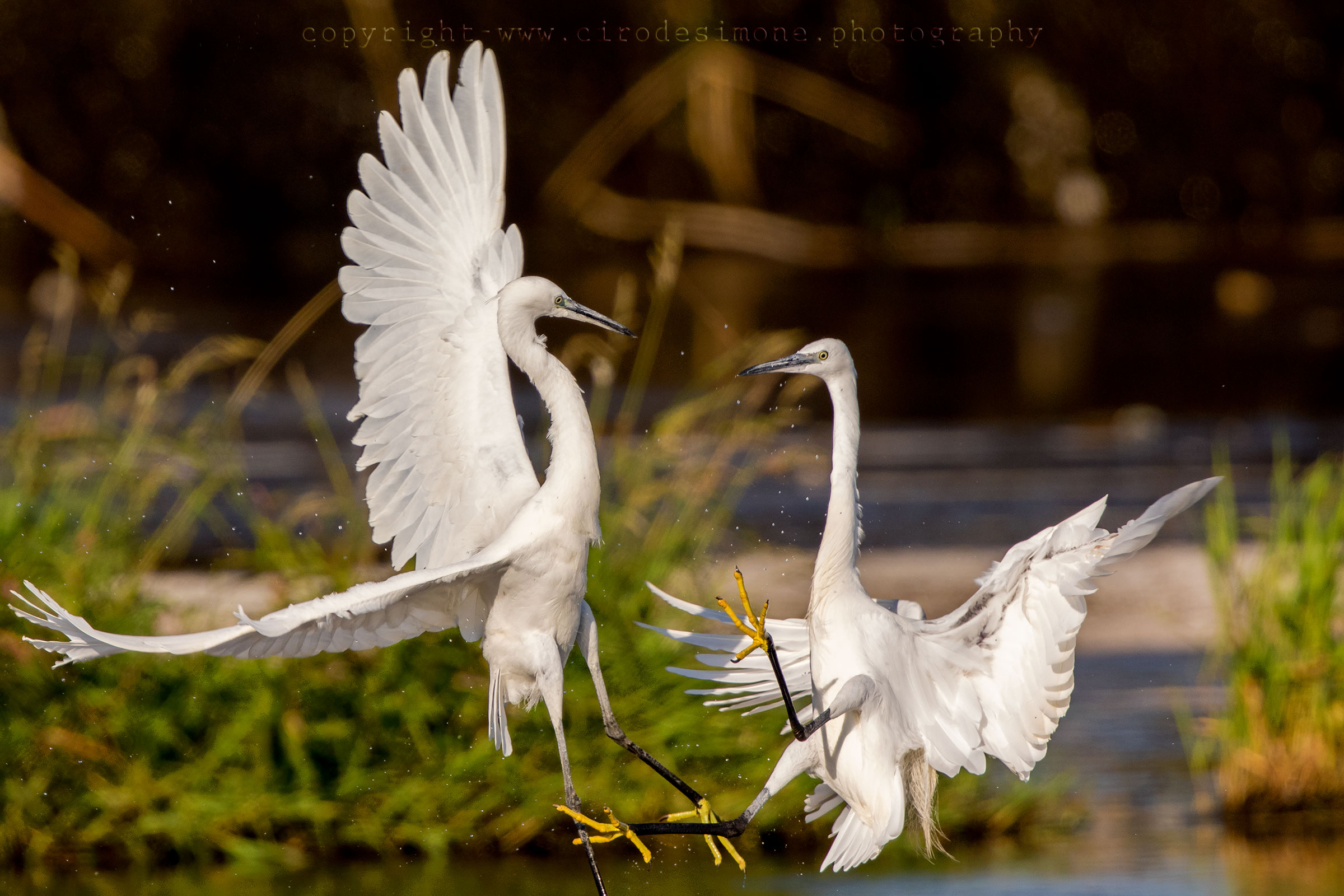 Ti acchiappo per le penne