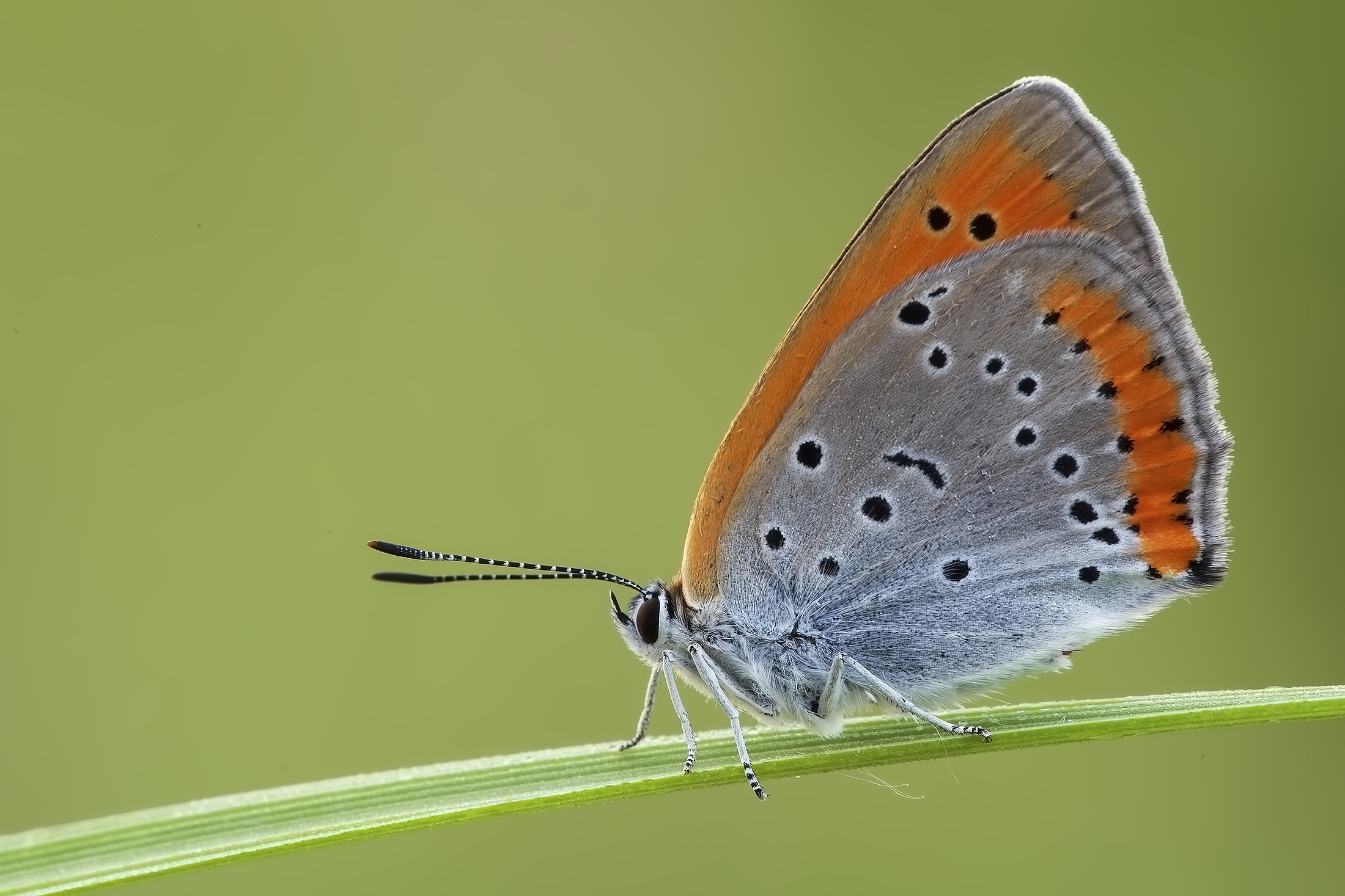 Lycaena dispar