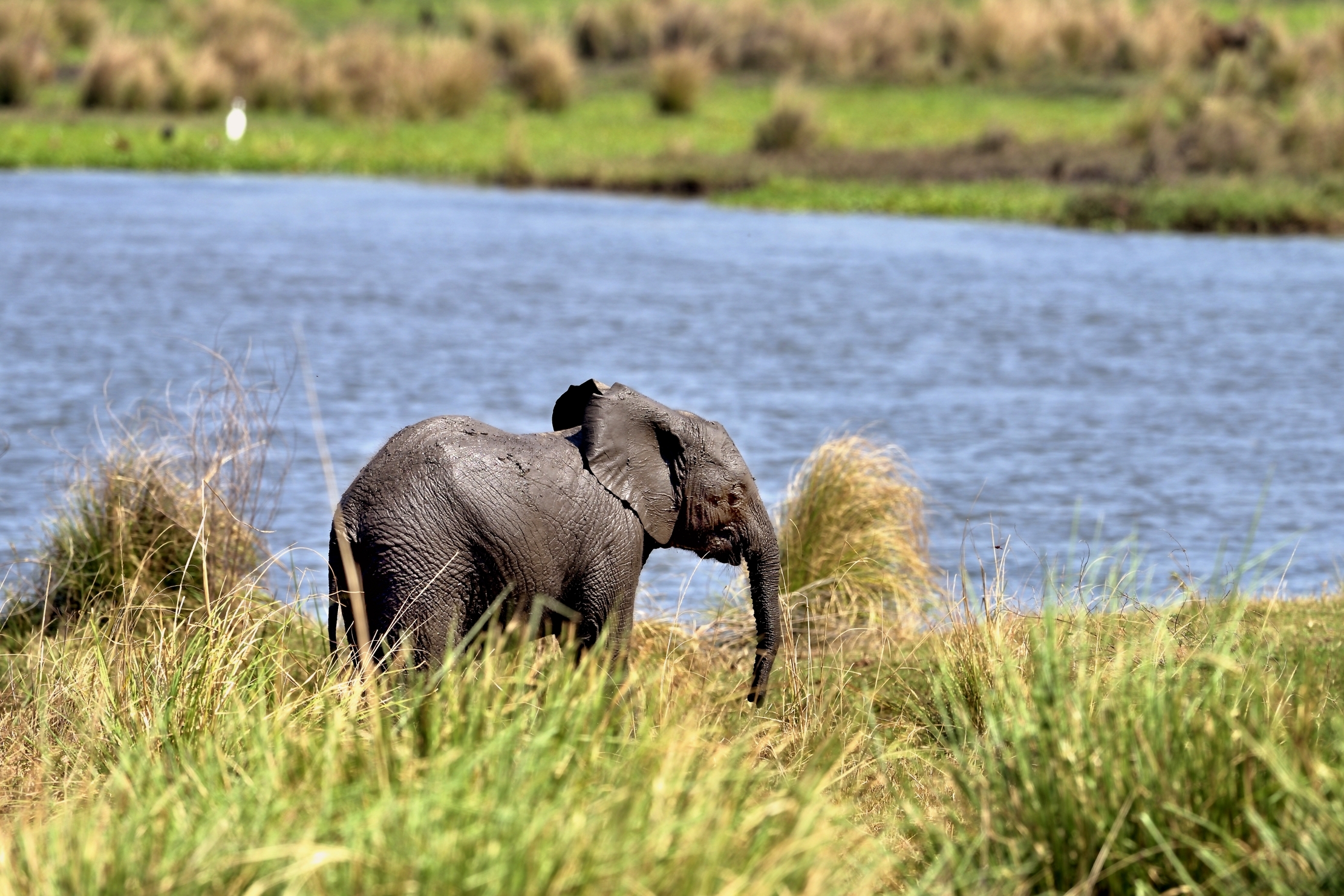 Zambia 2015 - Sullo Zambesi