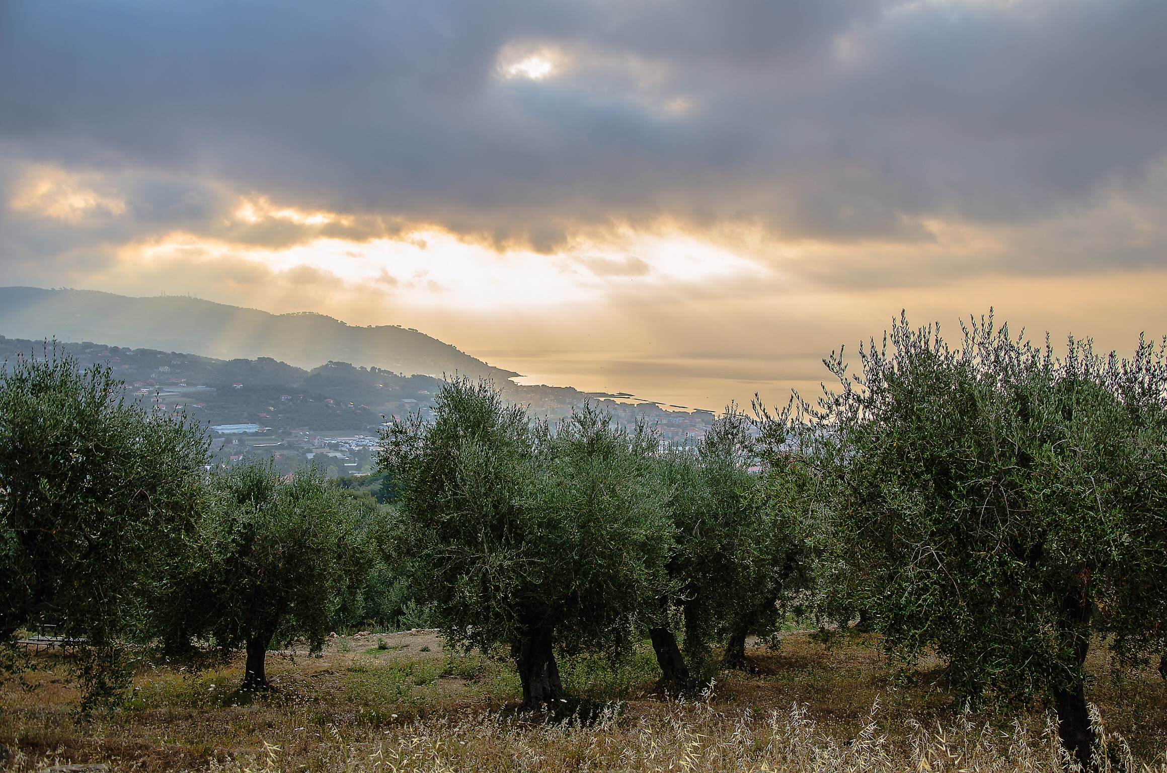 Olive grove at dawn - Diano Serrera (Im)