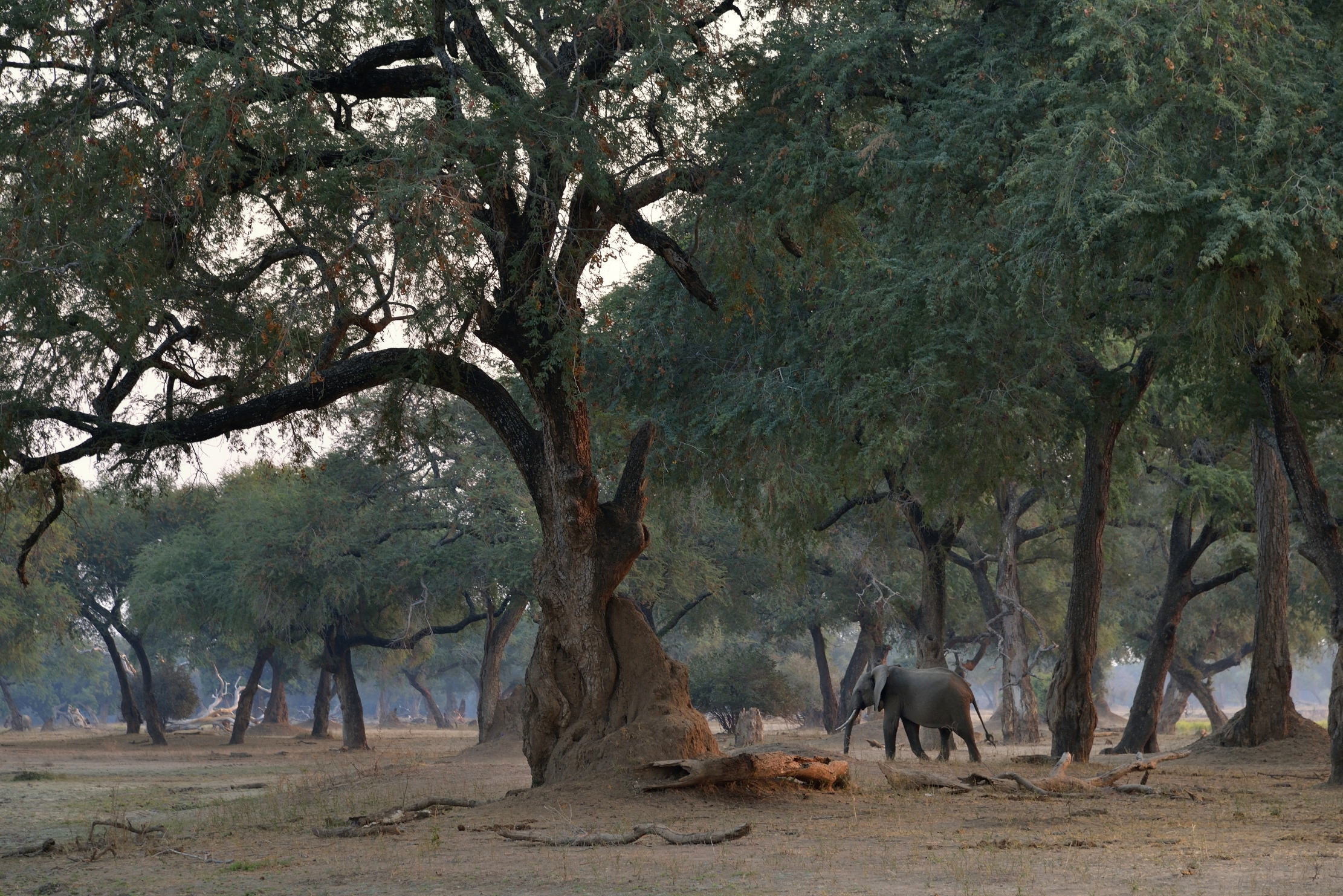 Zimbabwe 2015 - Sul Luangwa all'imbrunire