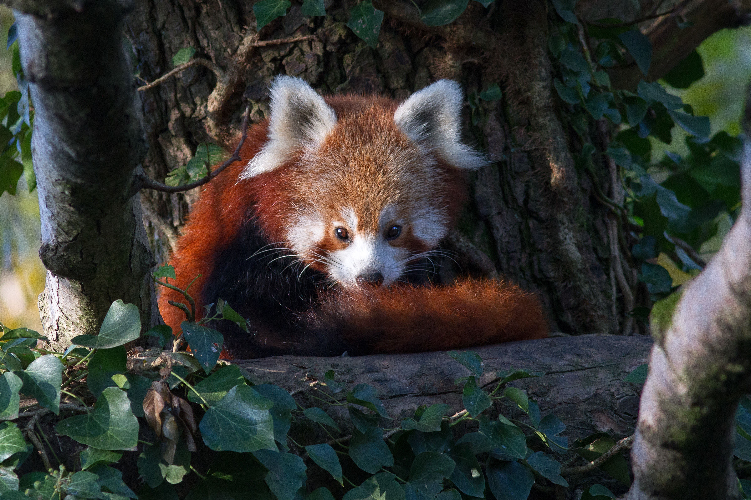 Firefox (Panda asiatico minore)