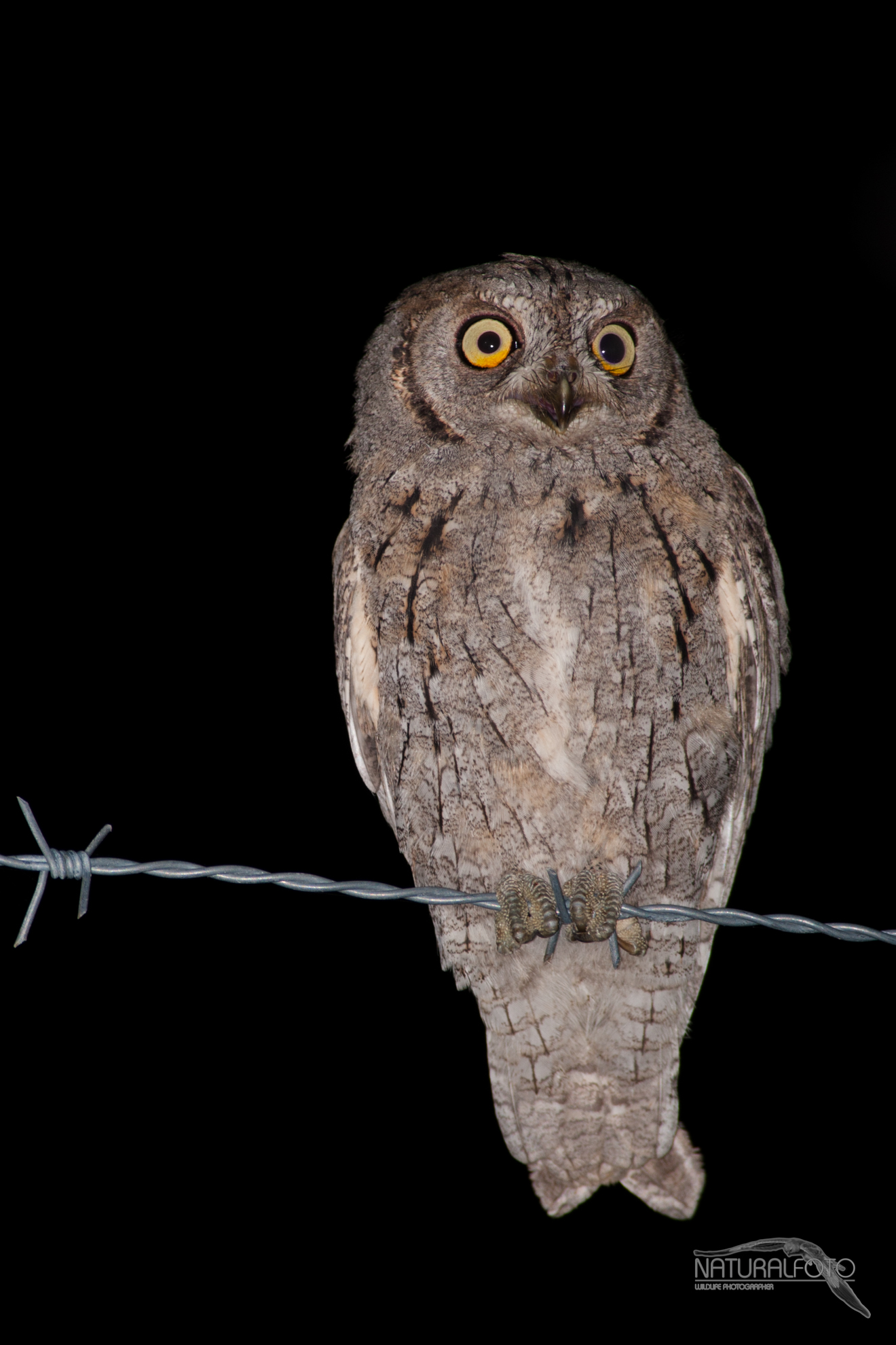 Scops - FHD - From full size