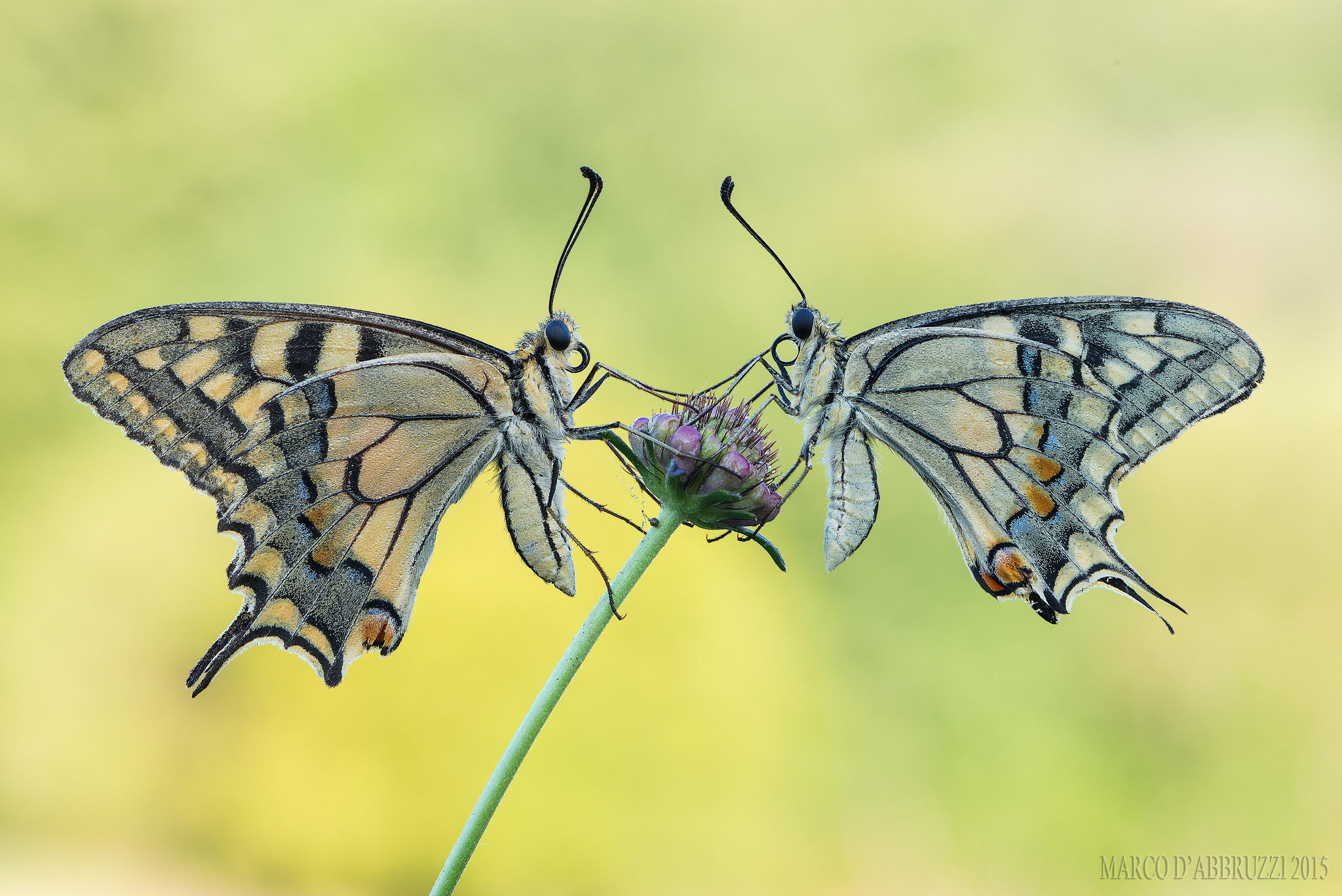 Coppietta di Macaoni