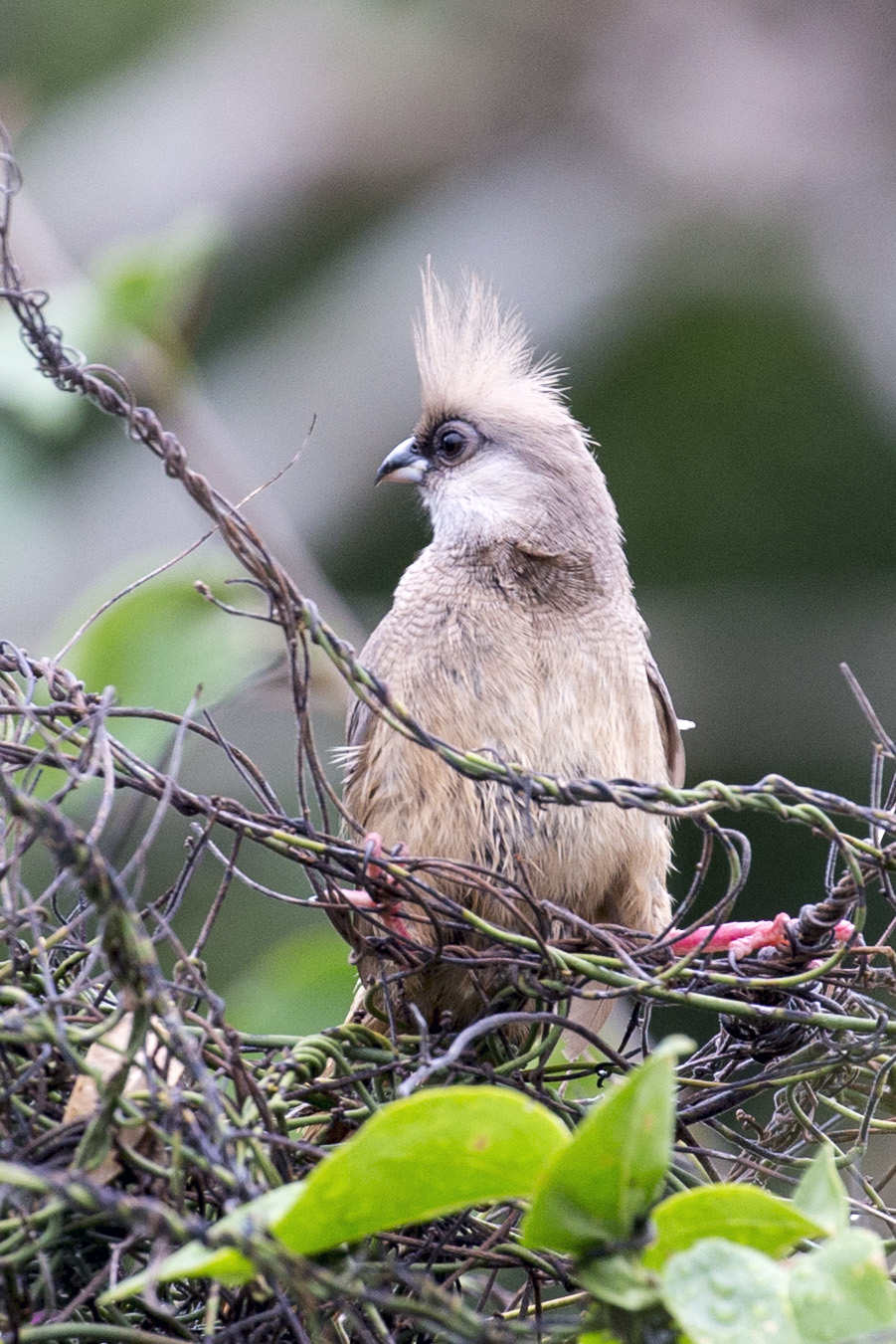 Blue-naped mousebird