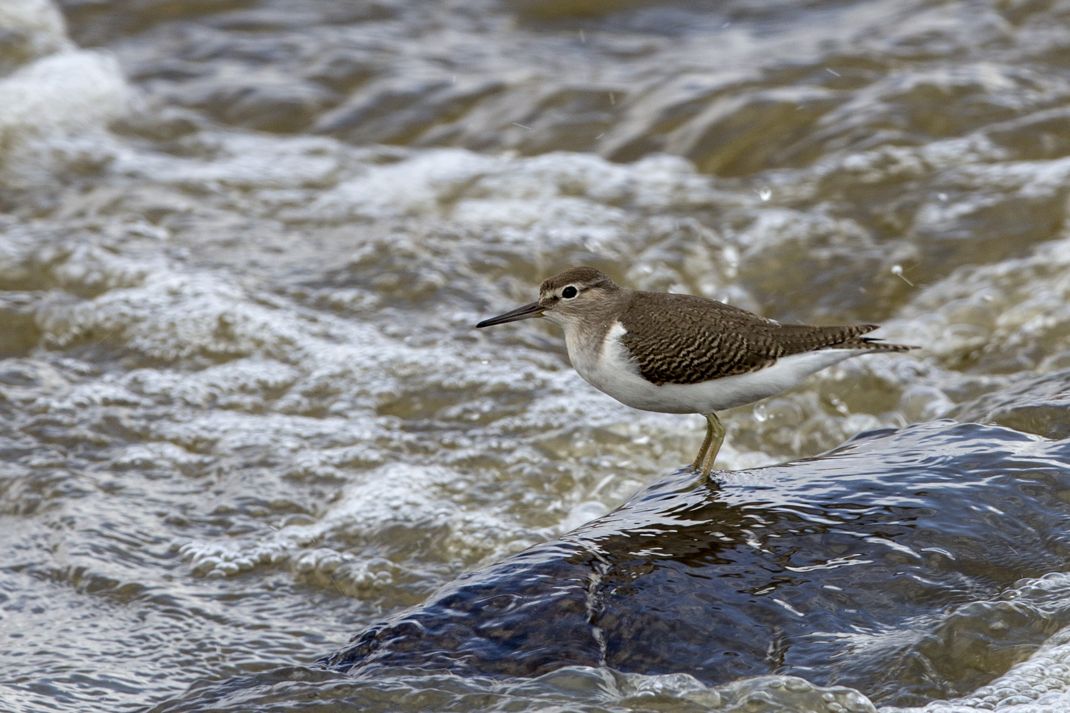 Sanderling (?)