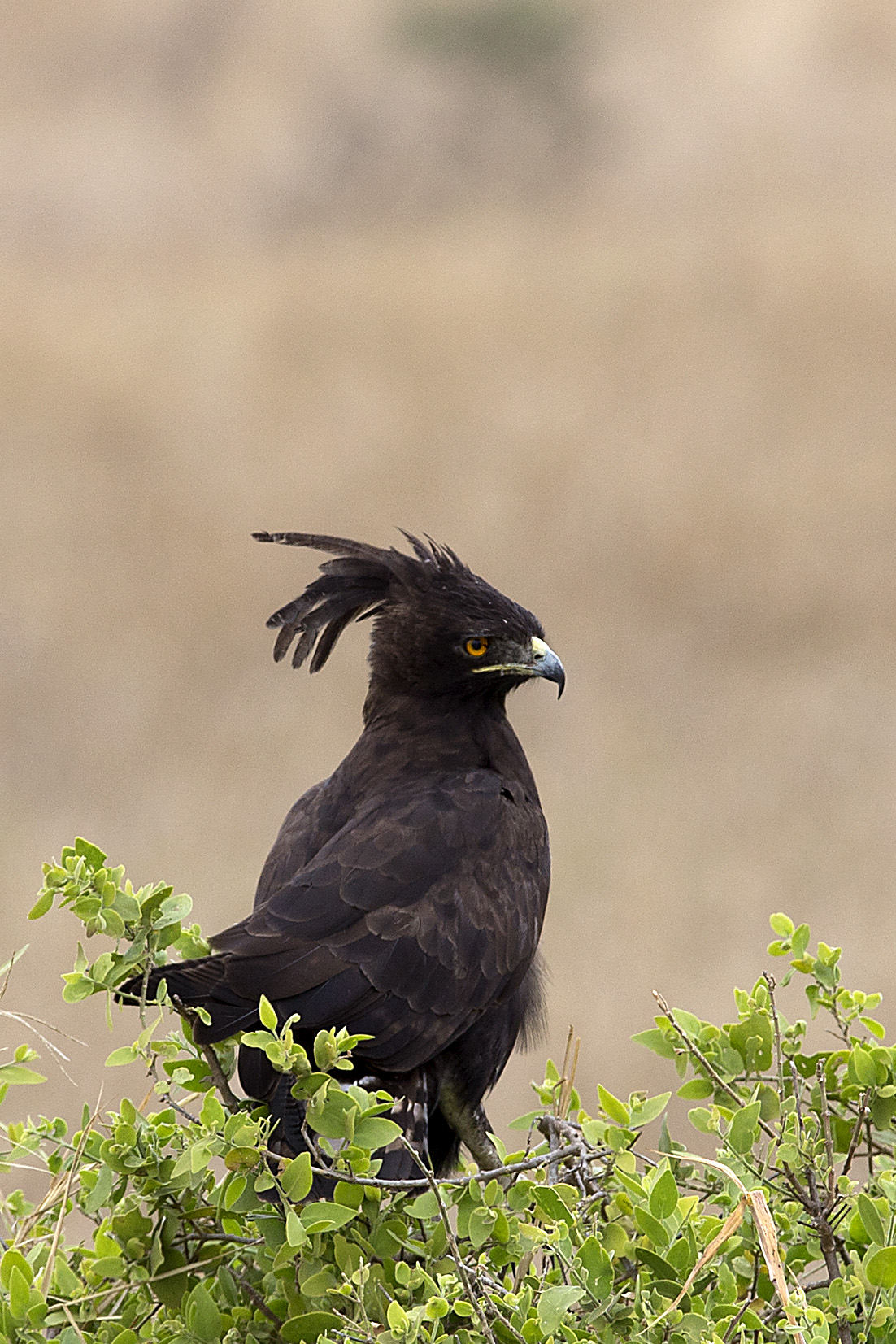Long-crested eagle