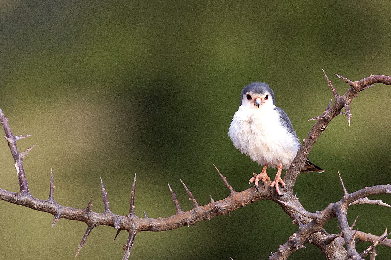 Pigmy falcon
