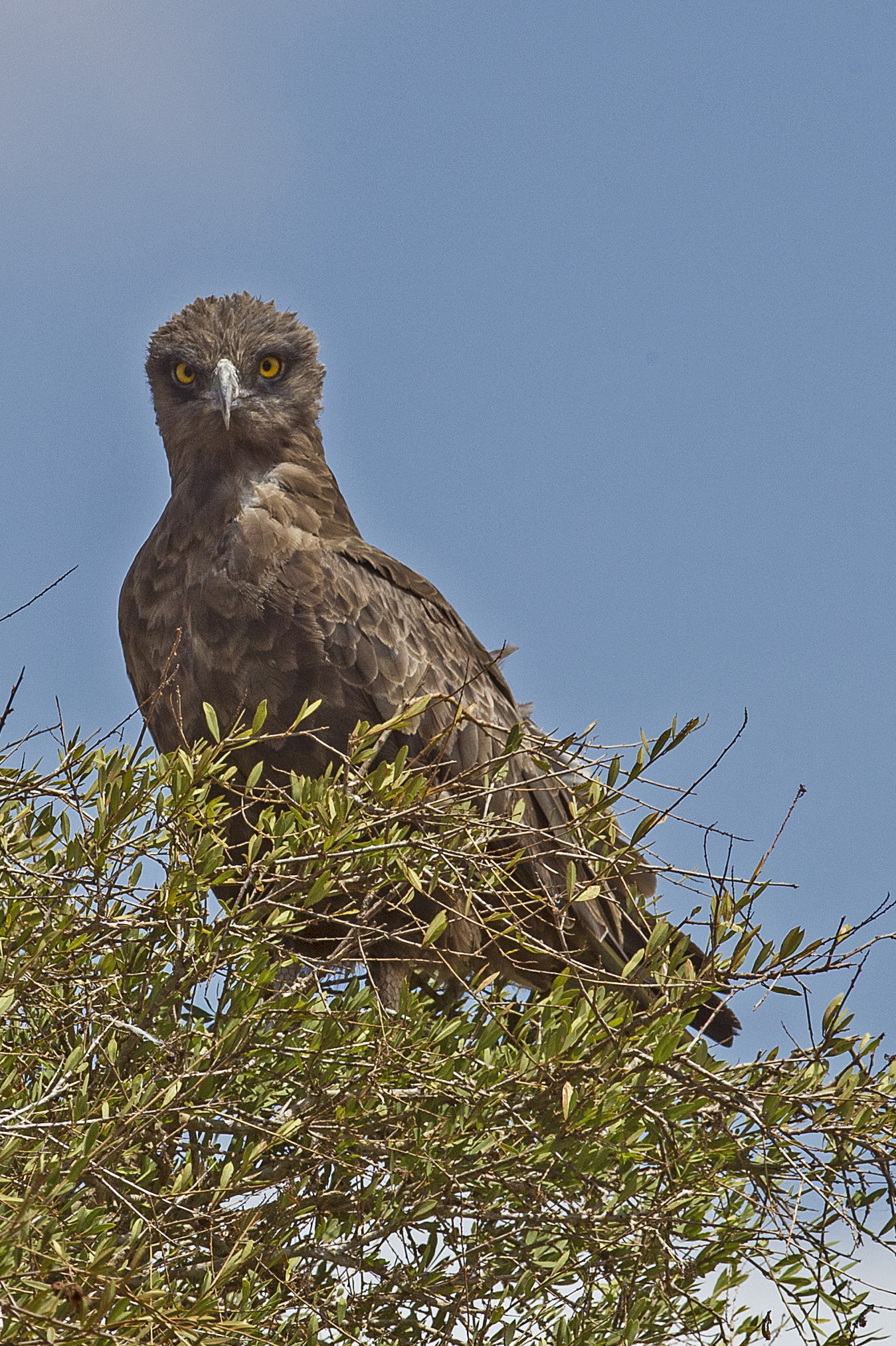 Brown snake eagle
