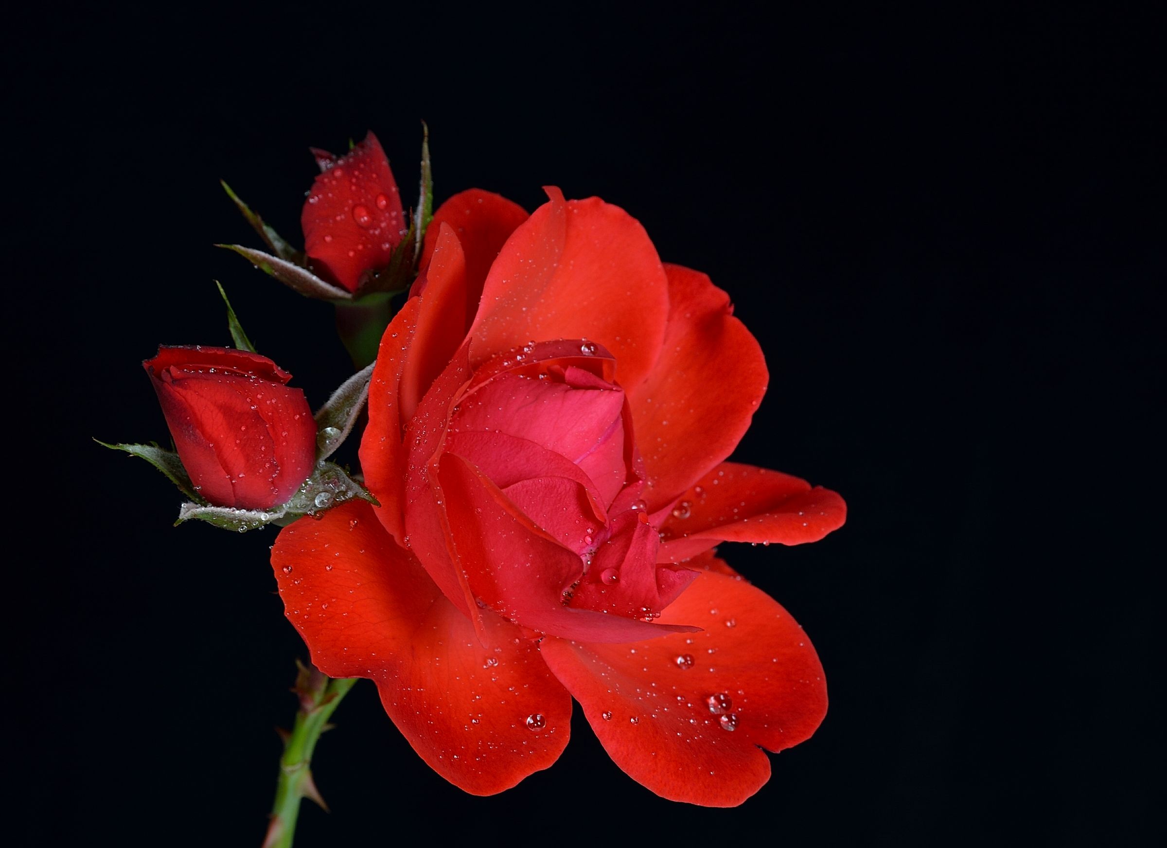 Red rose