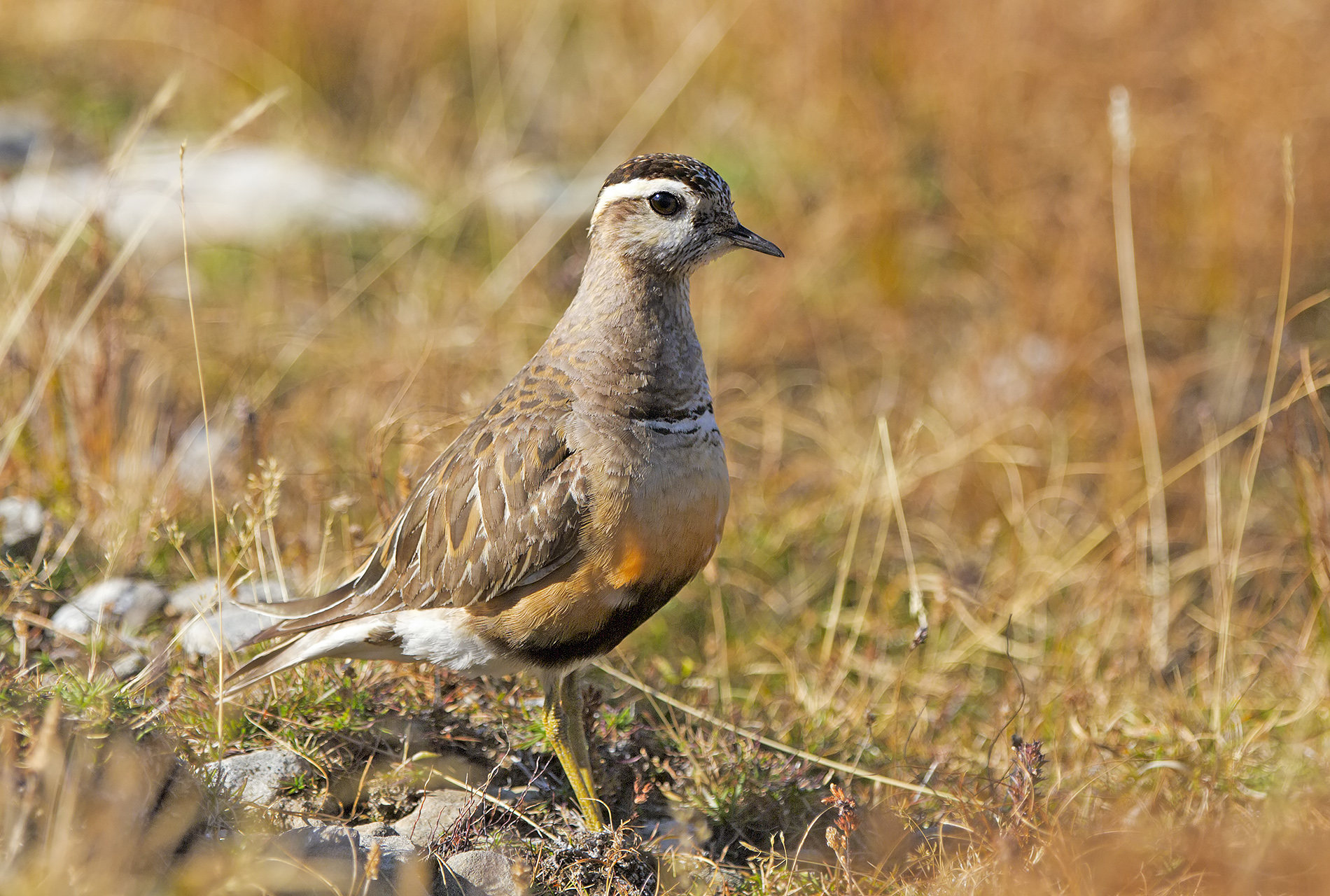 dotterel