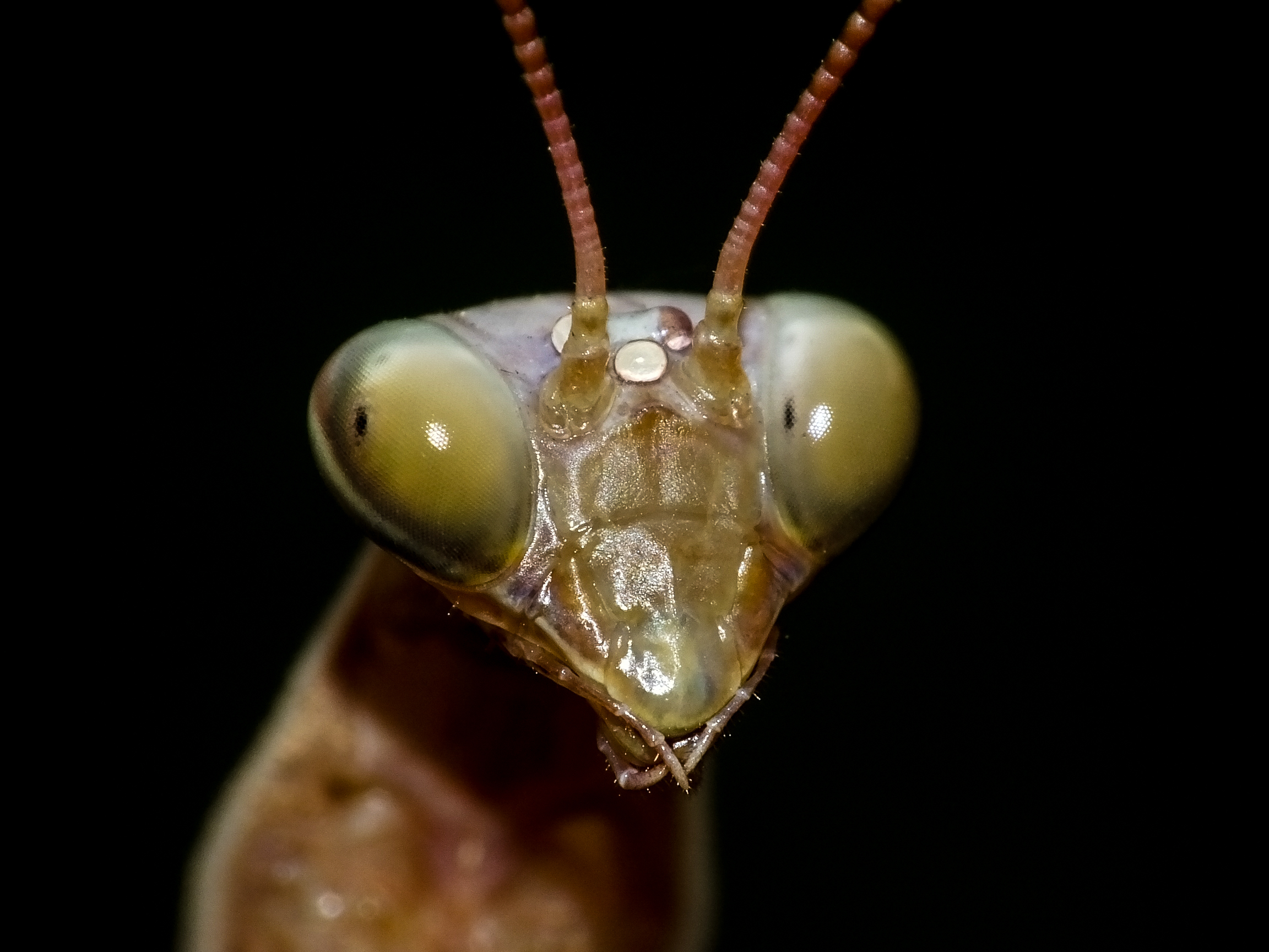 ritratto di mantide timida