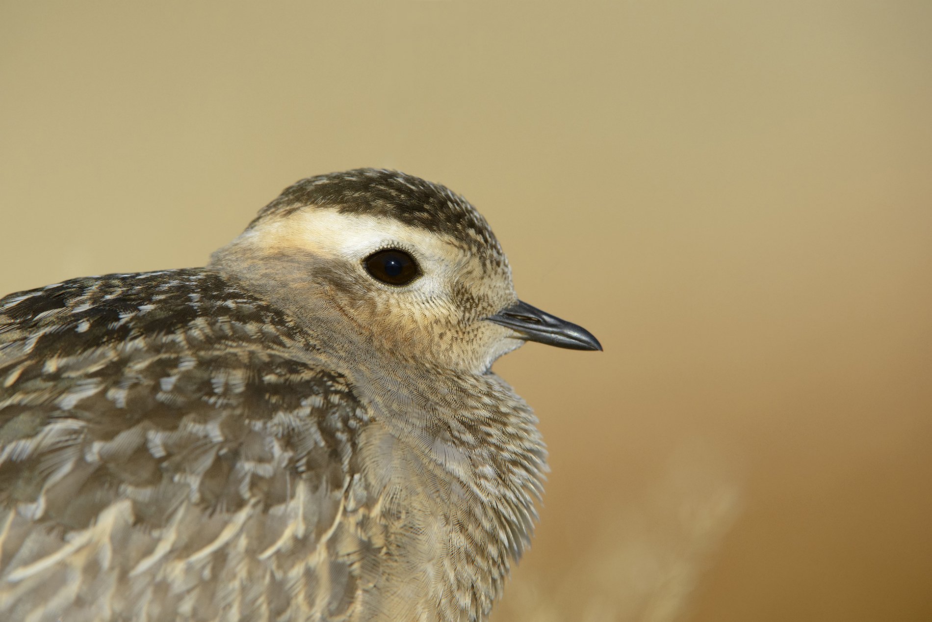 ritratto del tortolino