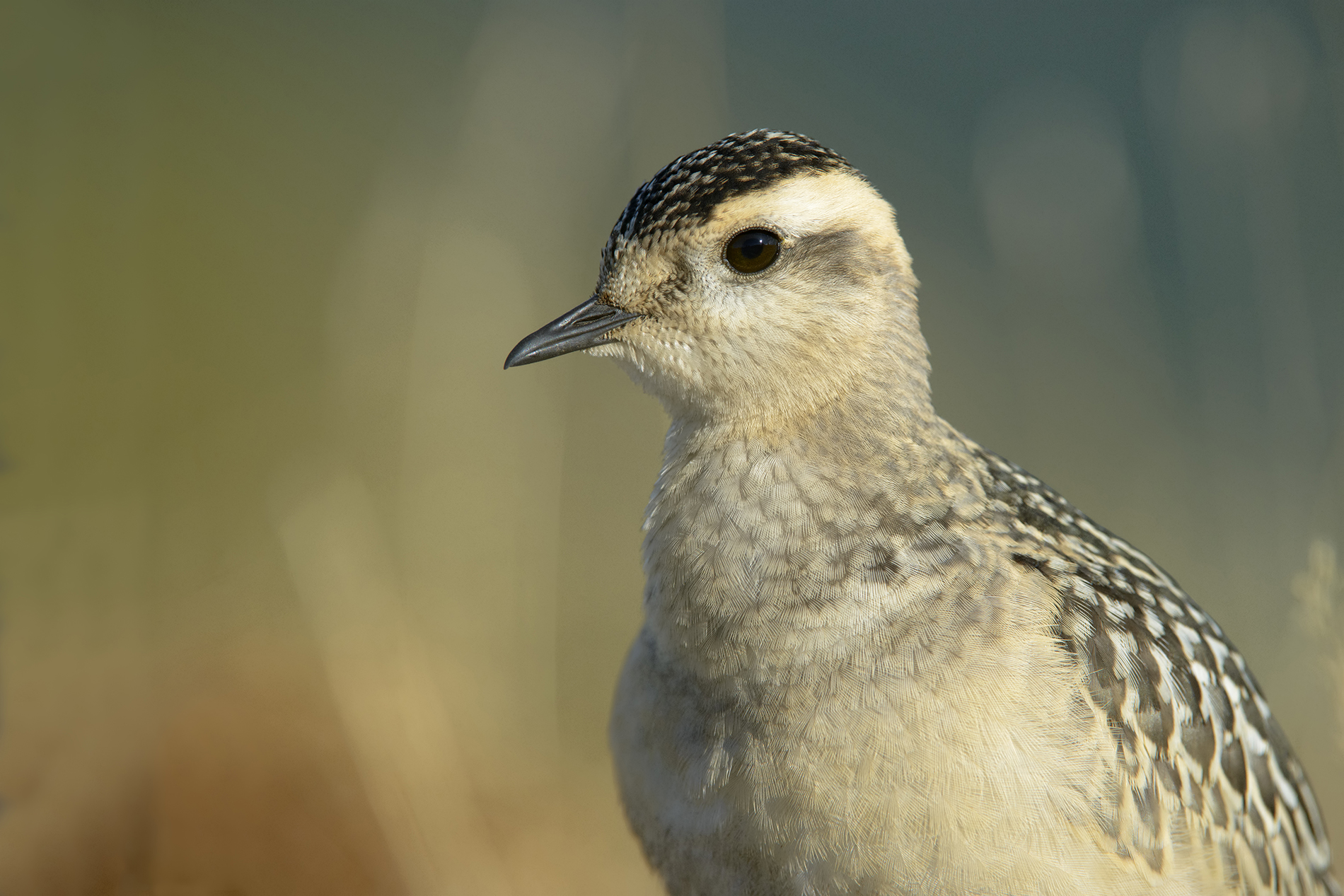 ritrattone del tortolino