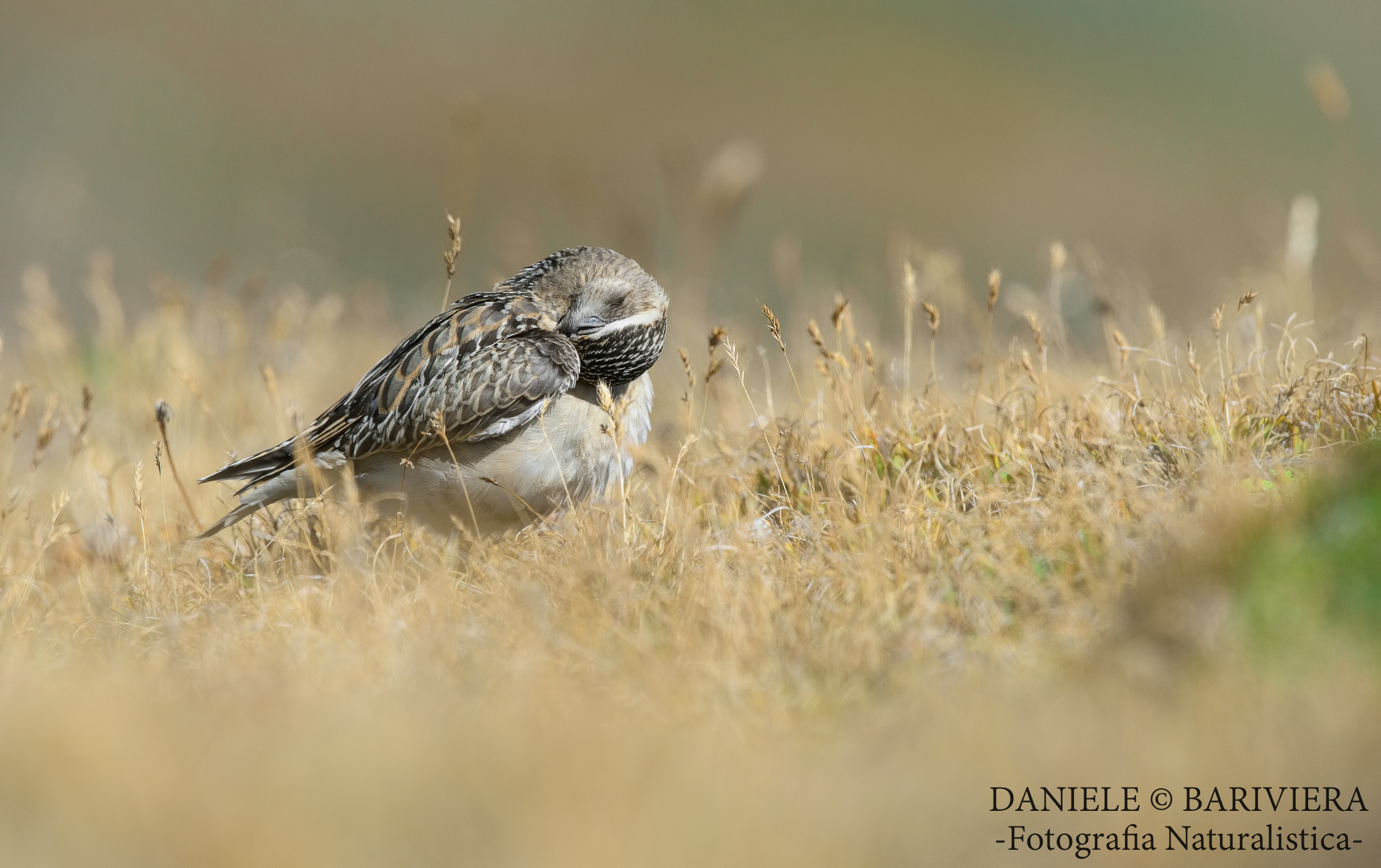 Innocente timidezza in giovane età....
