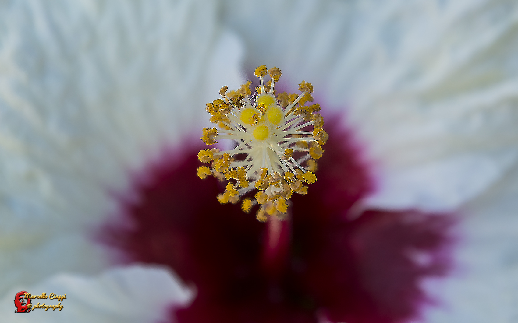 Pistil of Hibiscus
