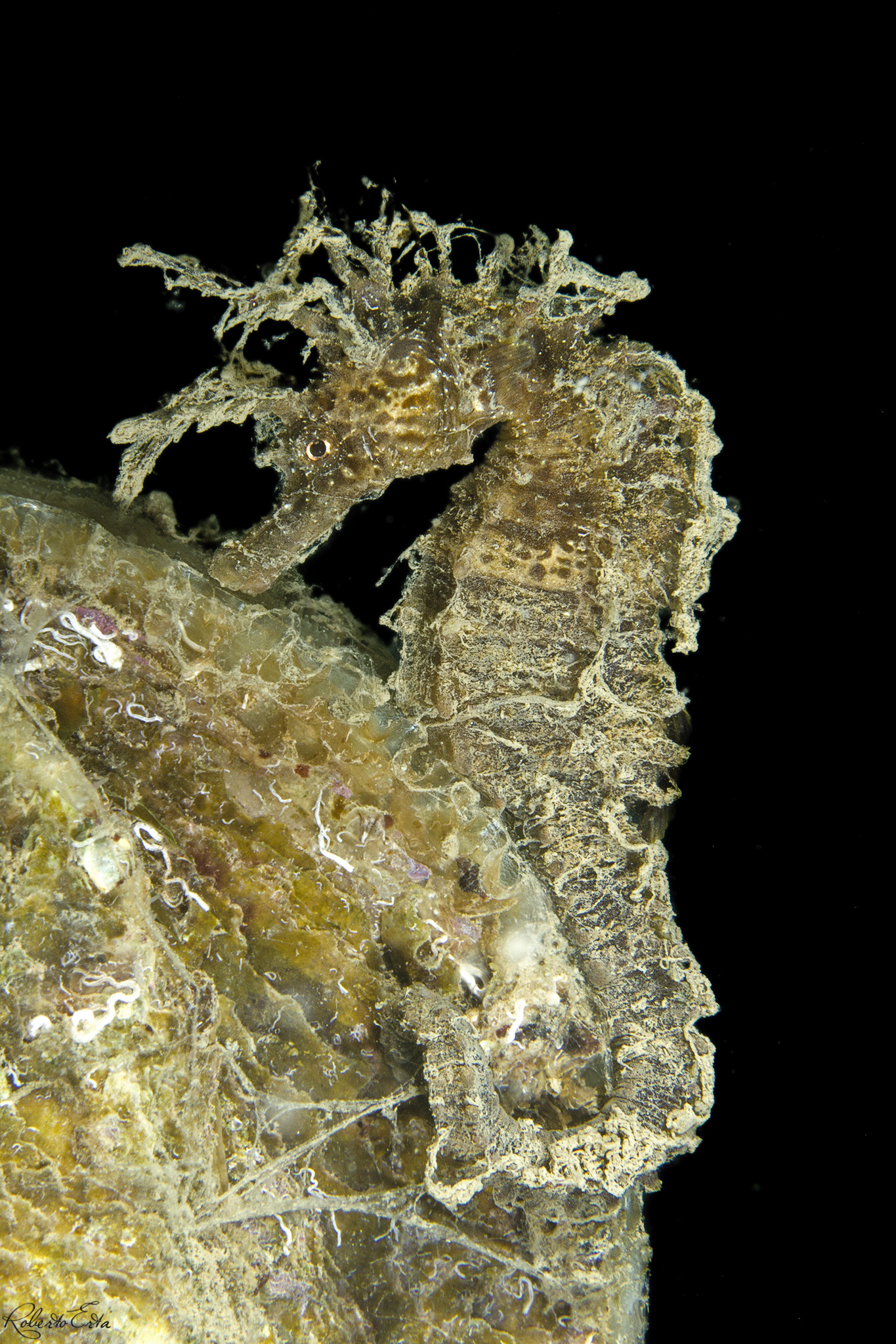 Cavalluccio - Sistiana