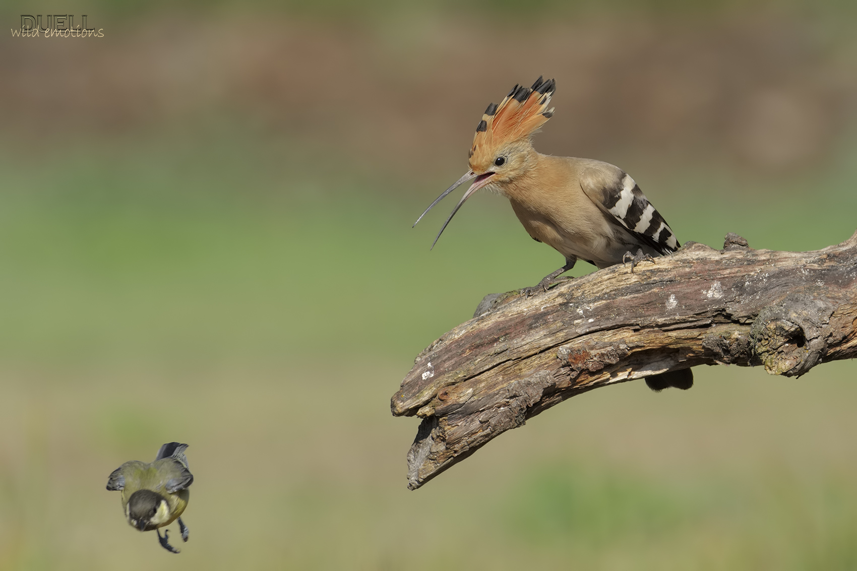 permesso di atterraggio negato!