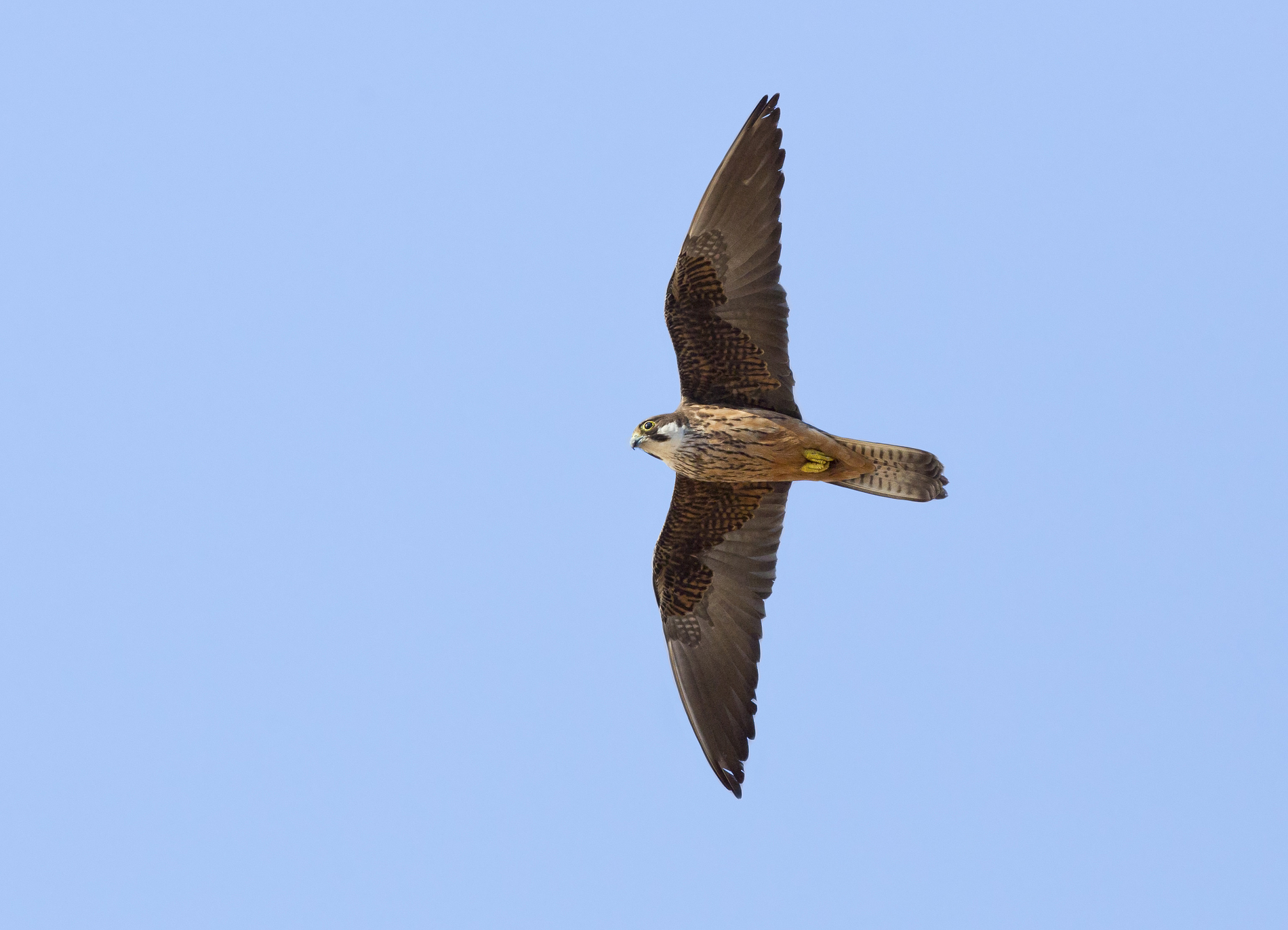 falco della regina (falco eleonorae)