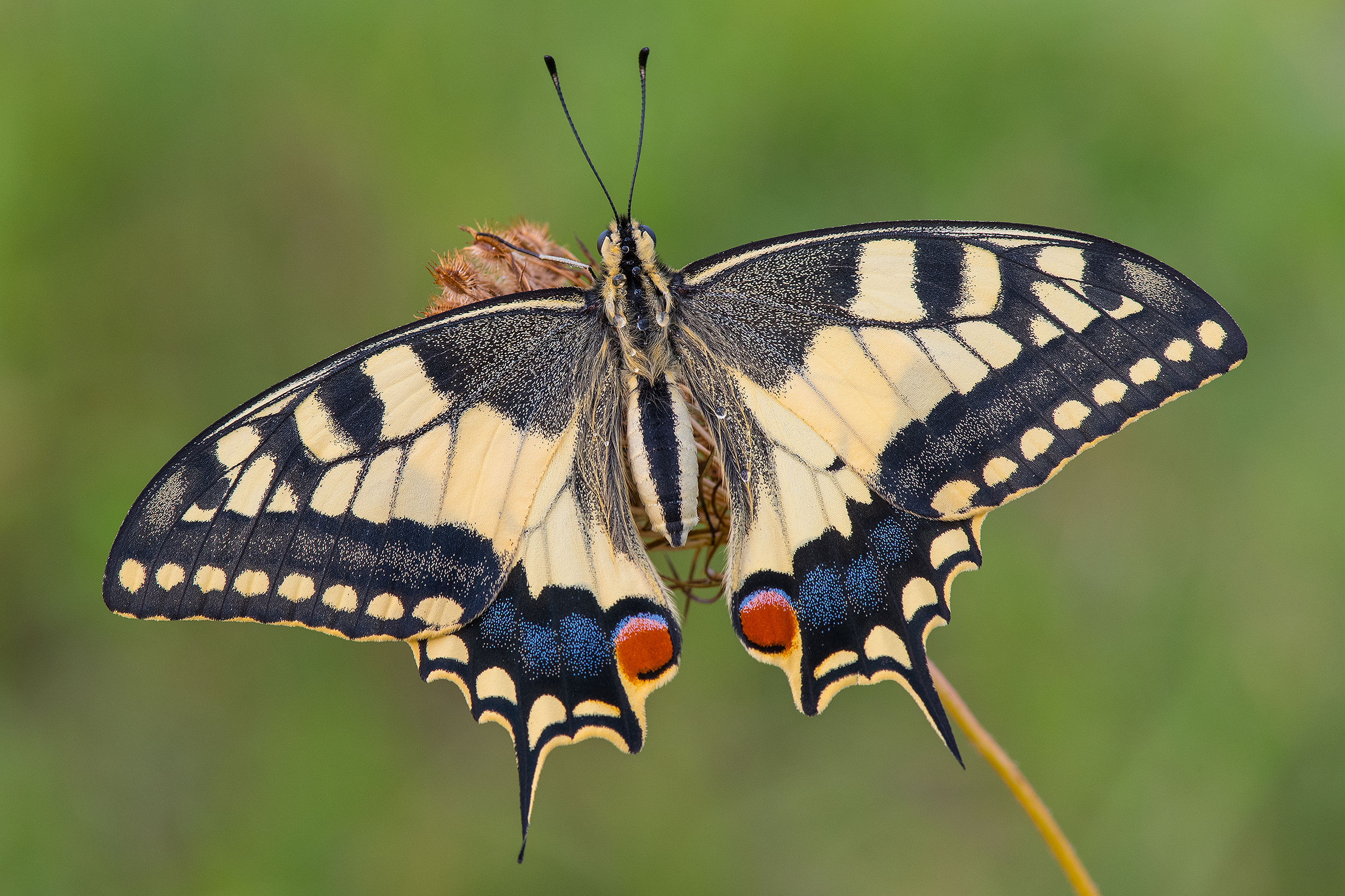 il mio primo macaone
