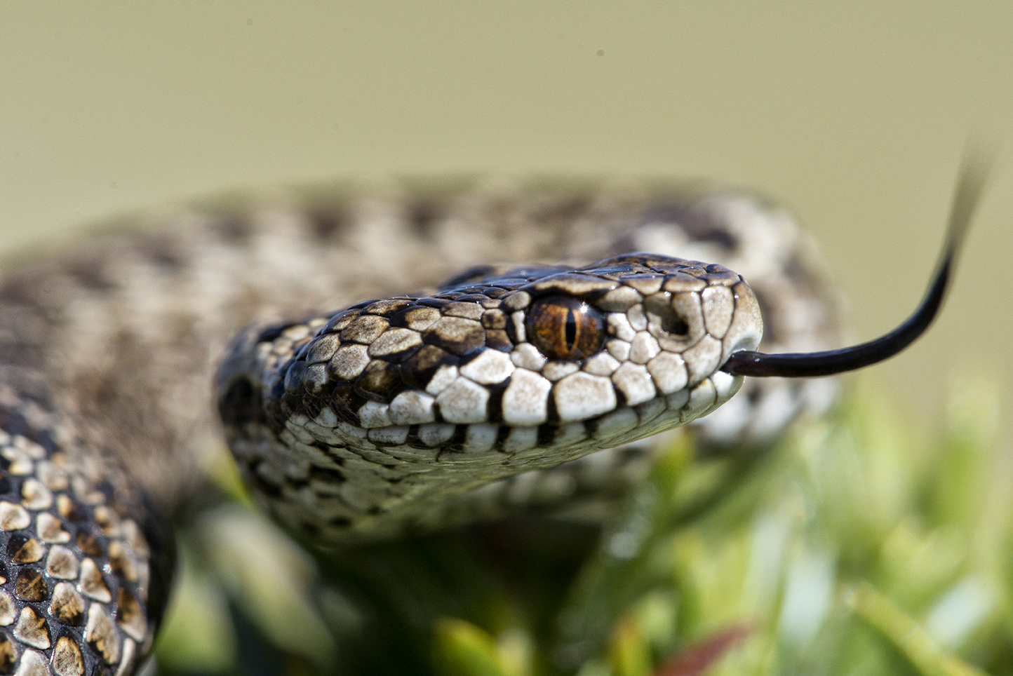 Vipera dell'Orsini