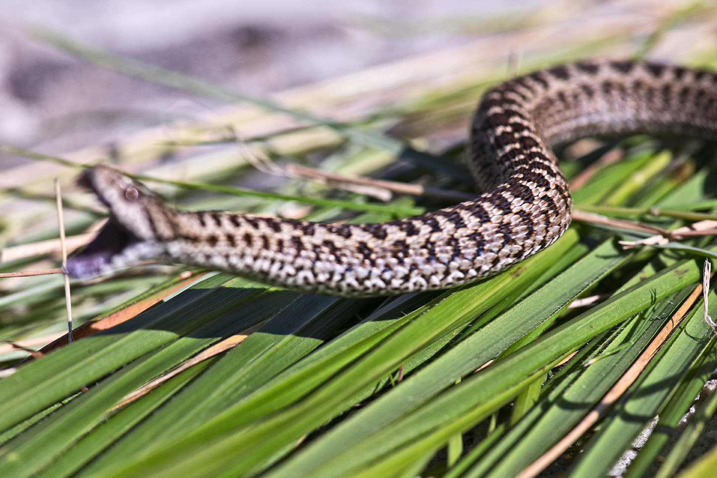 Vipera dell'Orsini