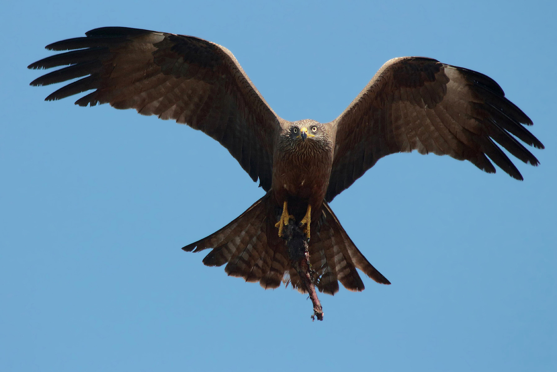 Nibbio bruno in arrivo