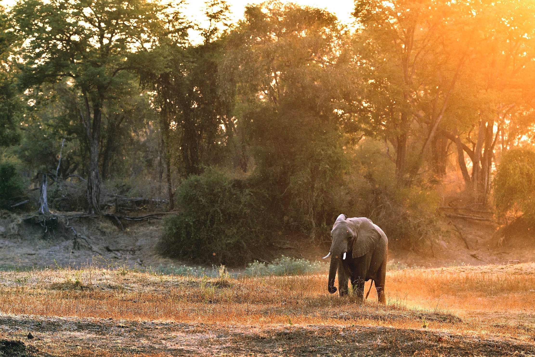 Zambia 2015 - Sul Luangwa al tramonto
