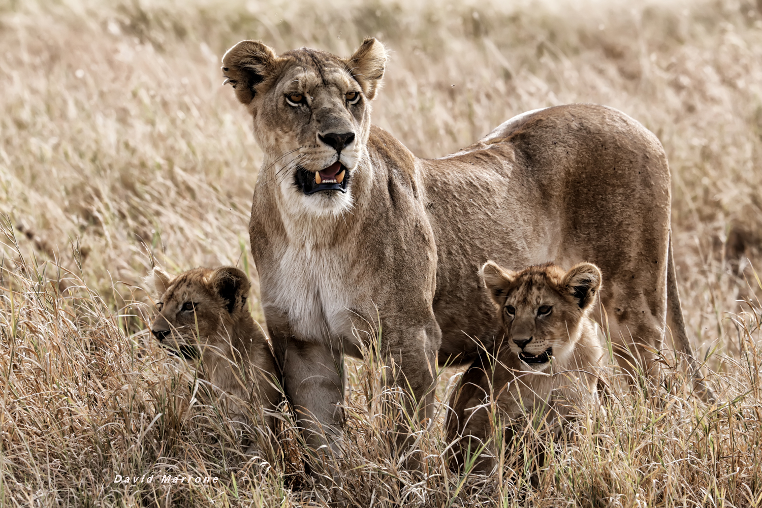 Lioness with cubs