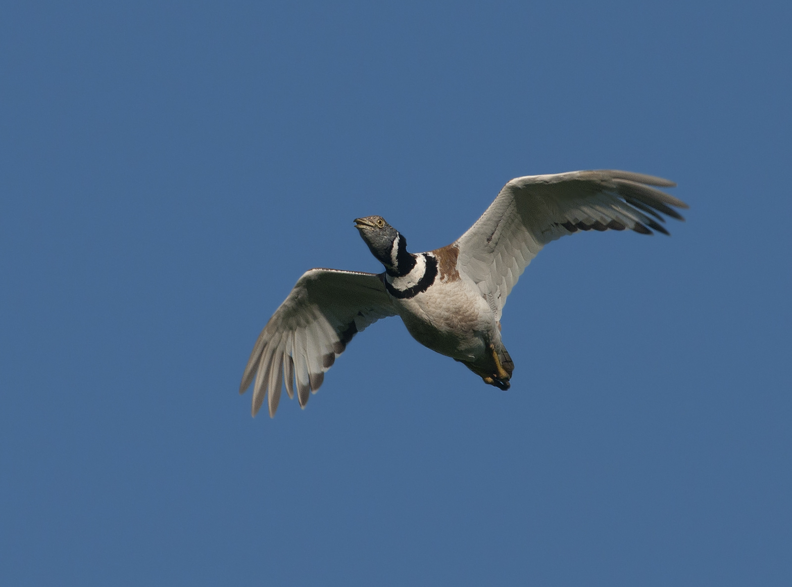 volo nuziale di maschio di gallina prataiola