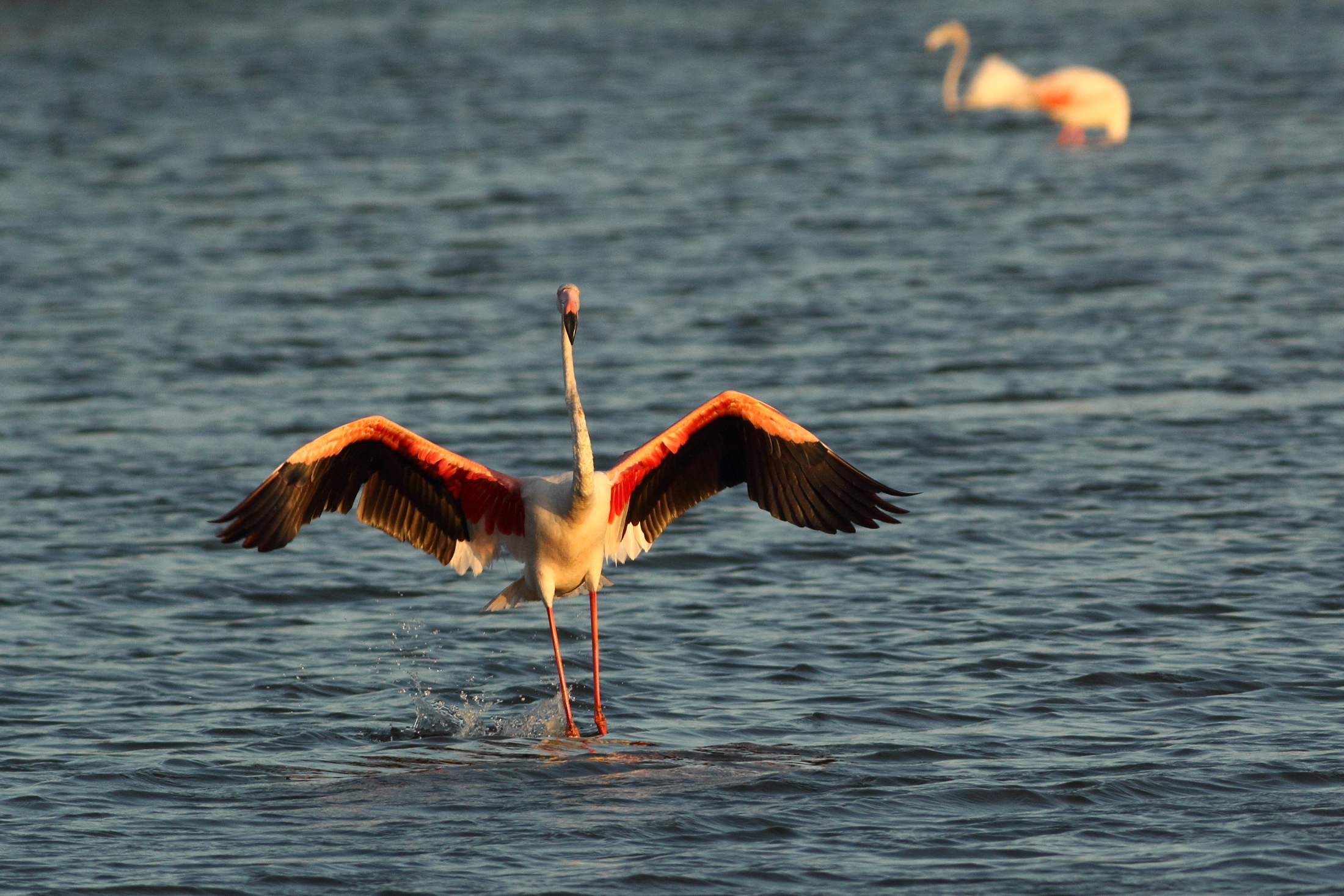 In atterraggio al tramonto