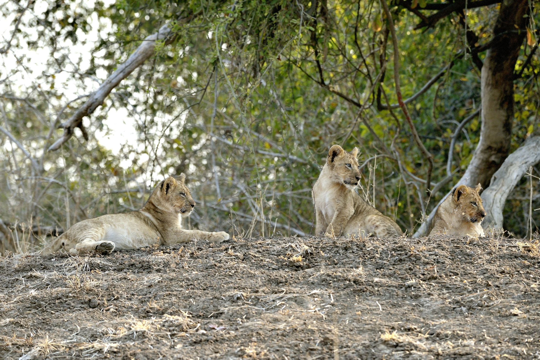 Zambia 2015 - Cuccioli