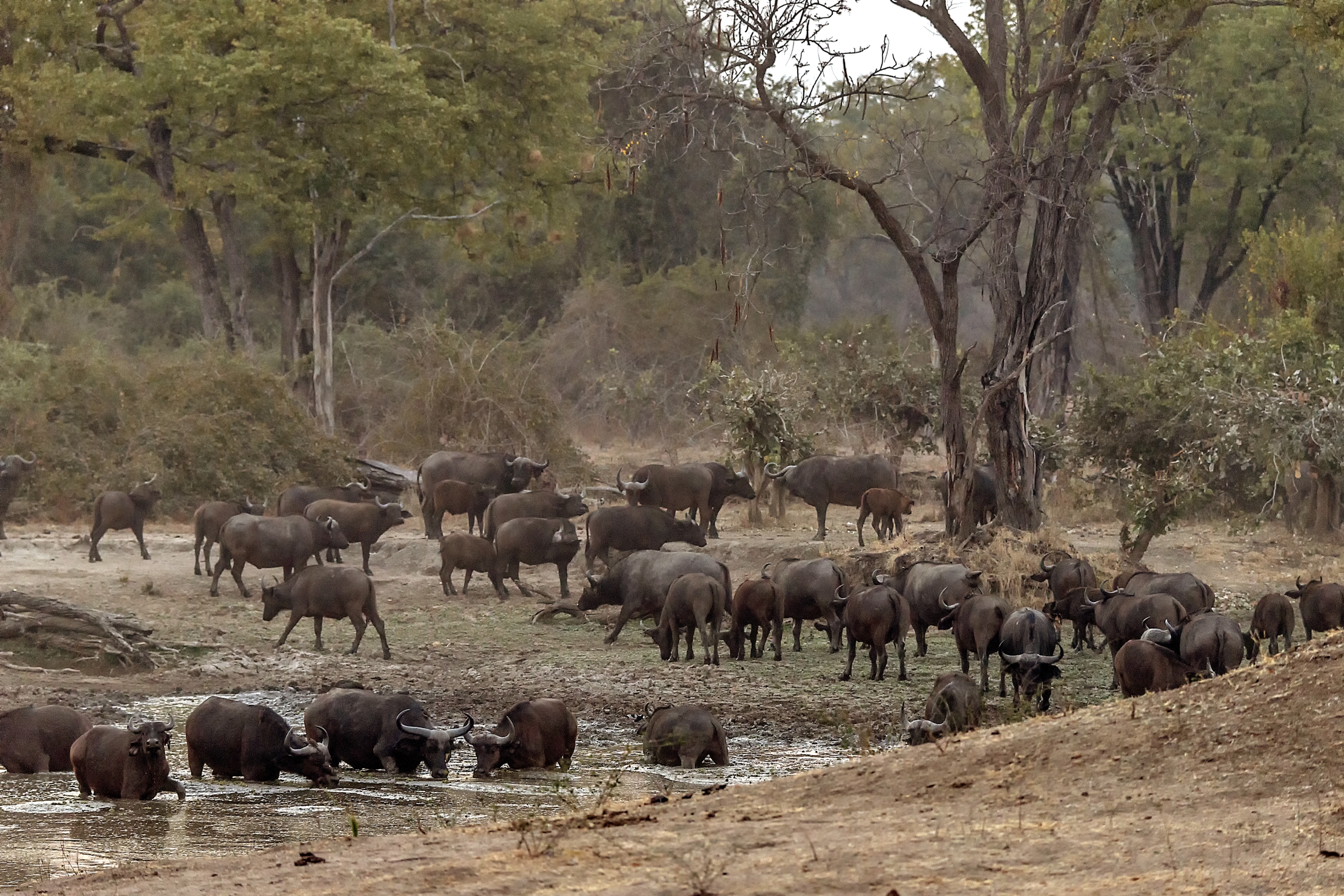 Zambia 2015 - Alle primissime luci
