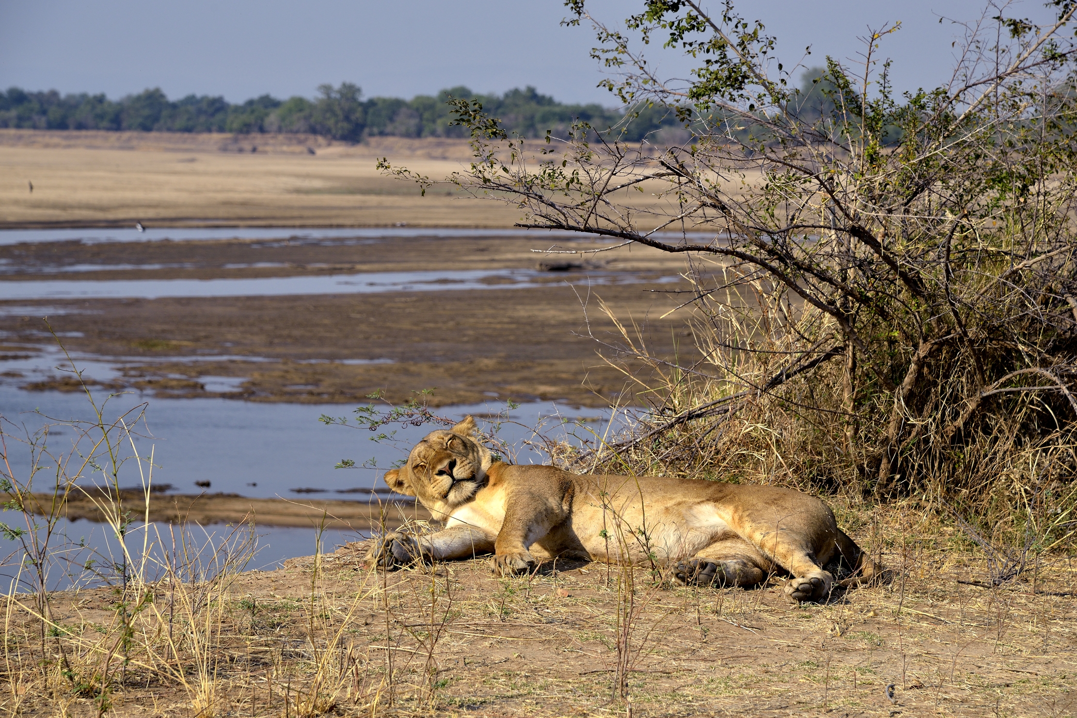 Zambia 2015 - Lasciatemi dormire (lungo il Luangwa)