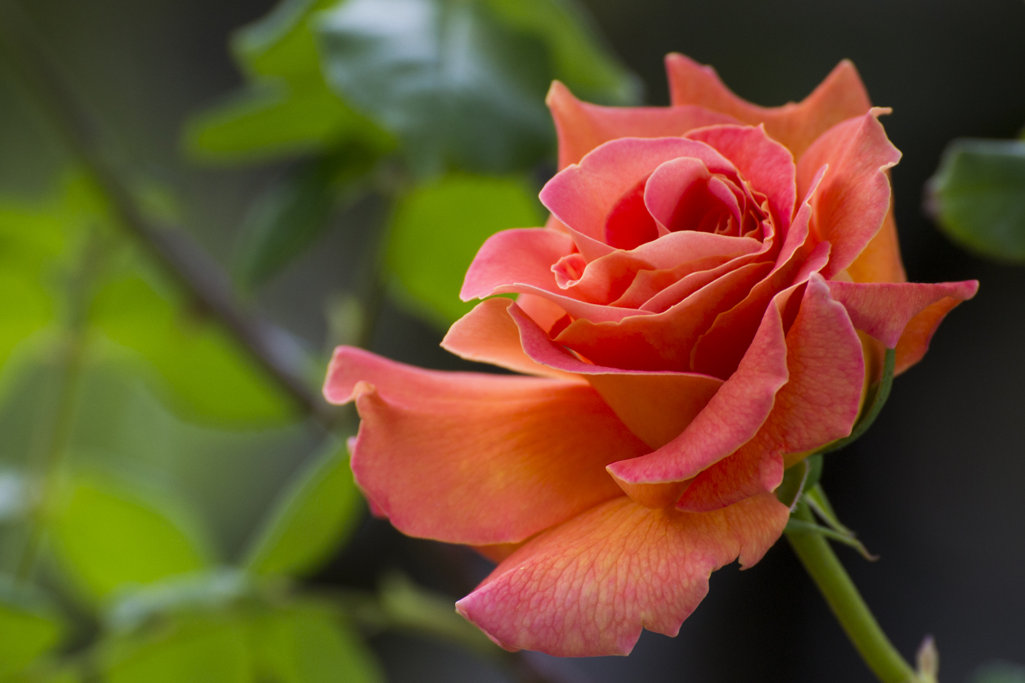 A pink .. Asymmetric