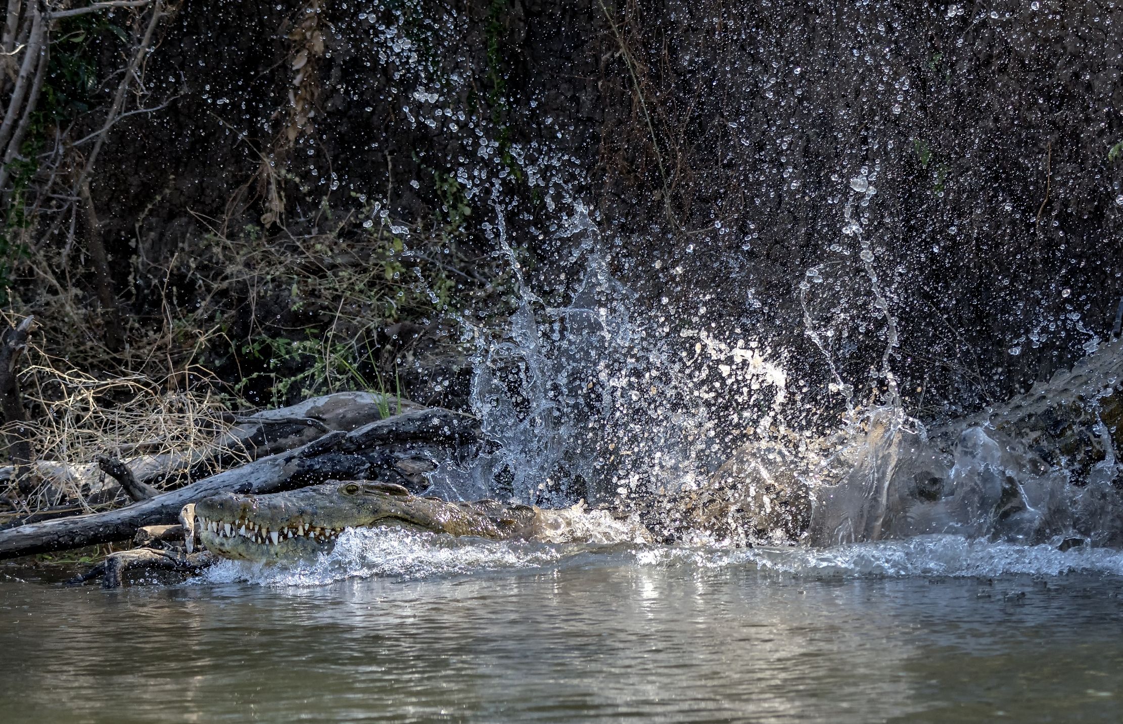 Zambia 2015 - Il tuffo del cocco sullo Zambesi