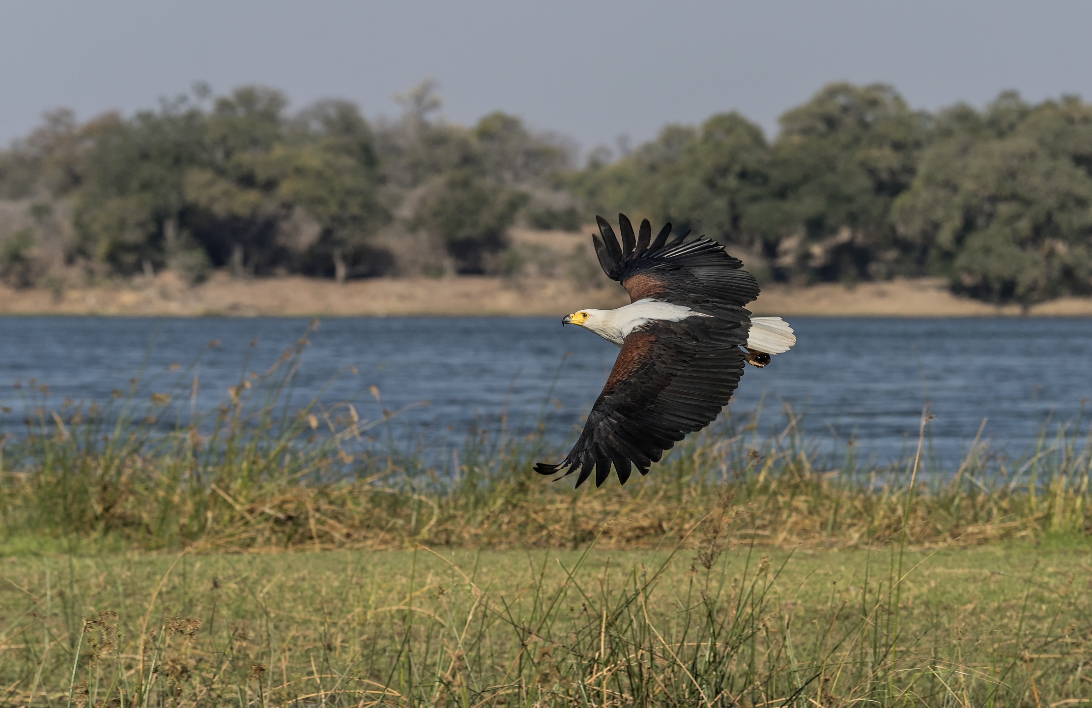 Zambia 2015 - Fish eagle