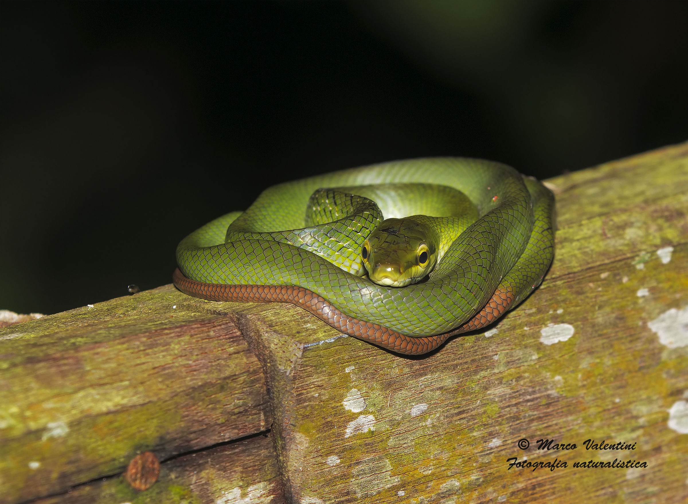 Red tailed racer snake